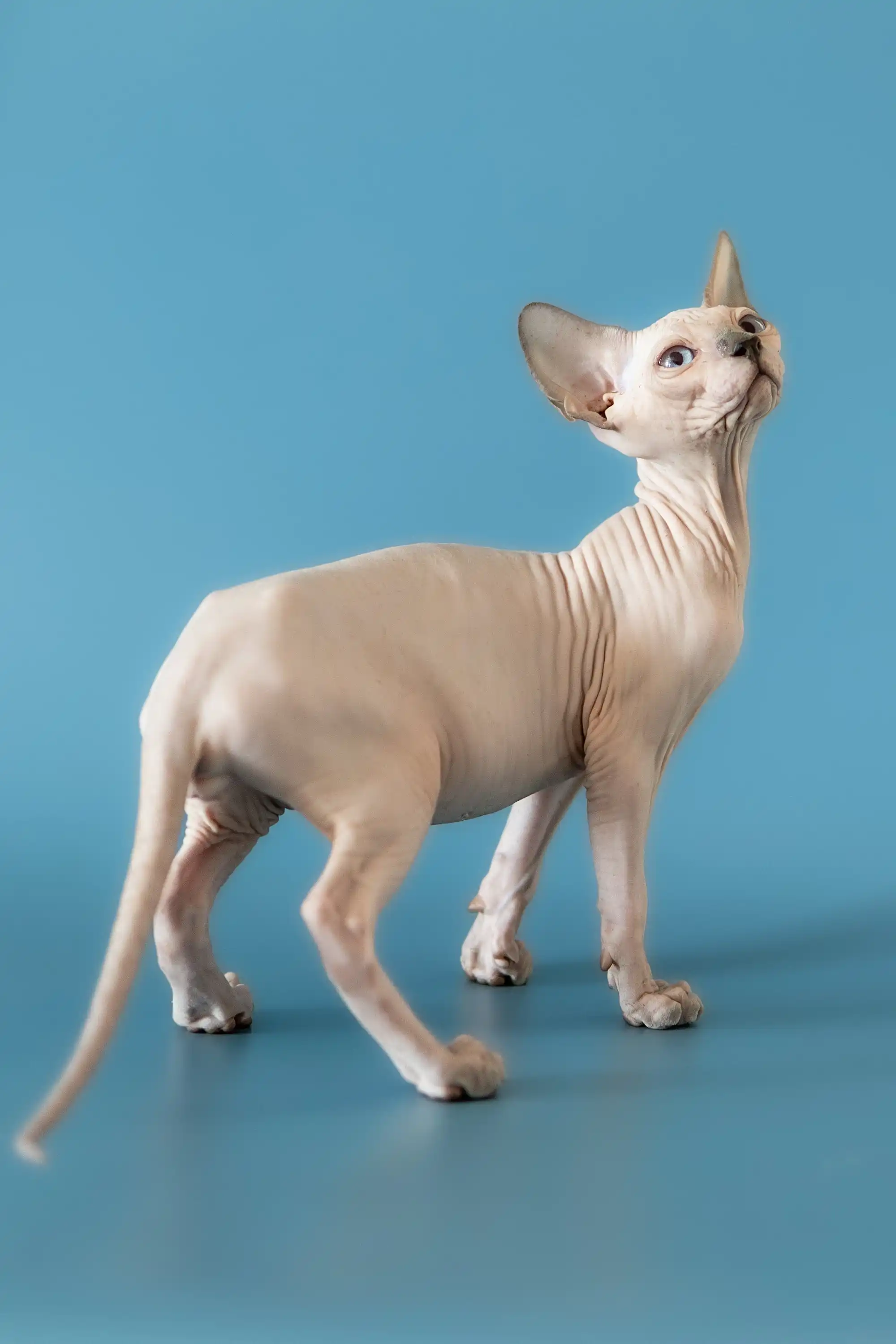 Baron | Canadian Sphynx Kitten - Image 11