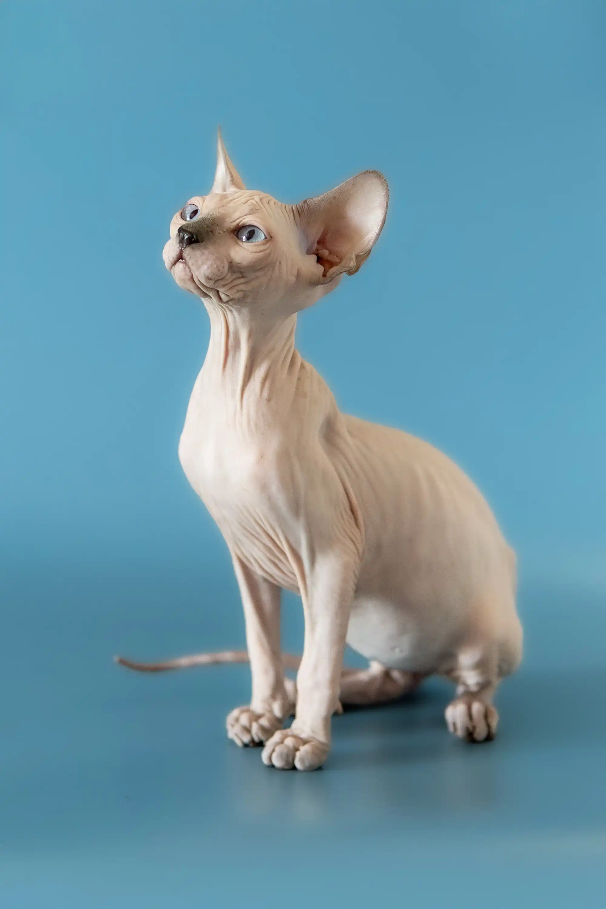 Baron | Canadian Sphynx Kitten - Image 6