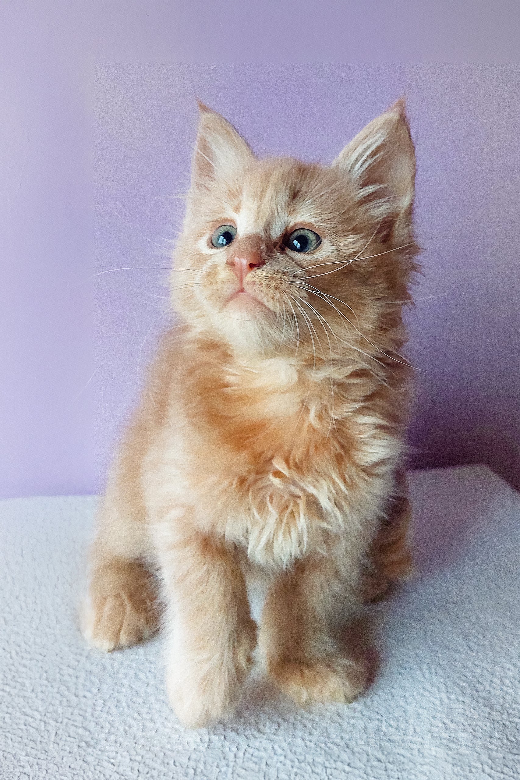 Baron | Maine Coon Kitten - Image 2