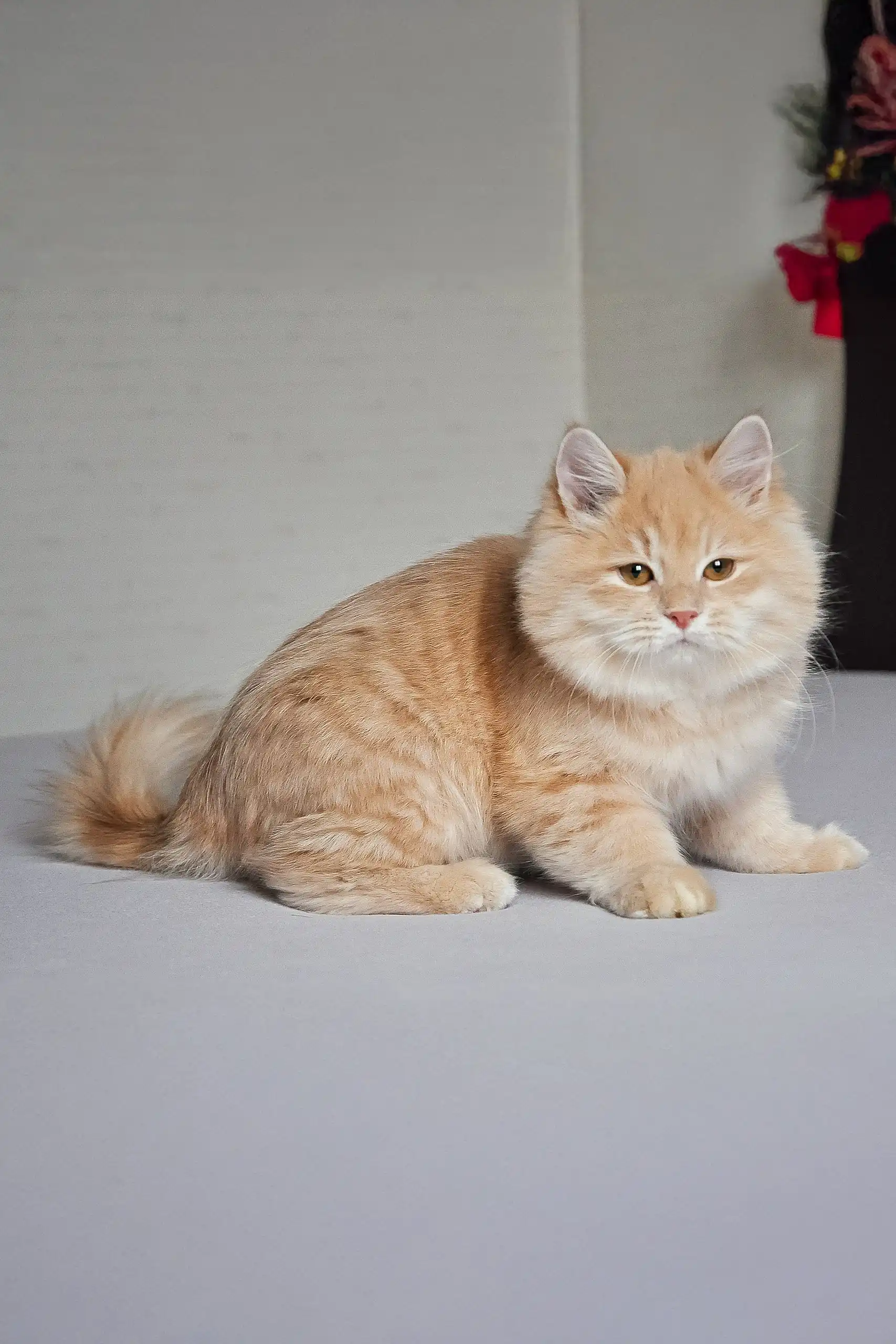 Baron | Siberian Kitten - Image 6