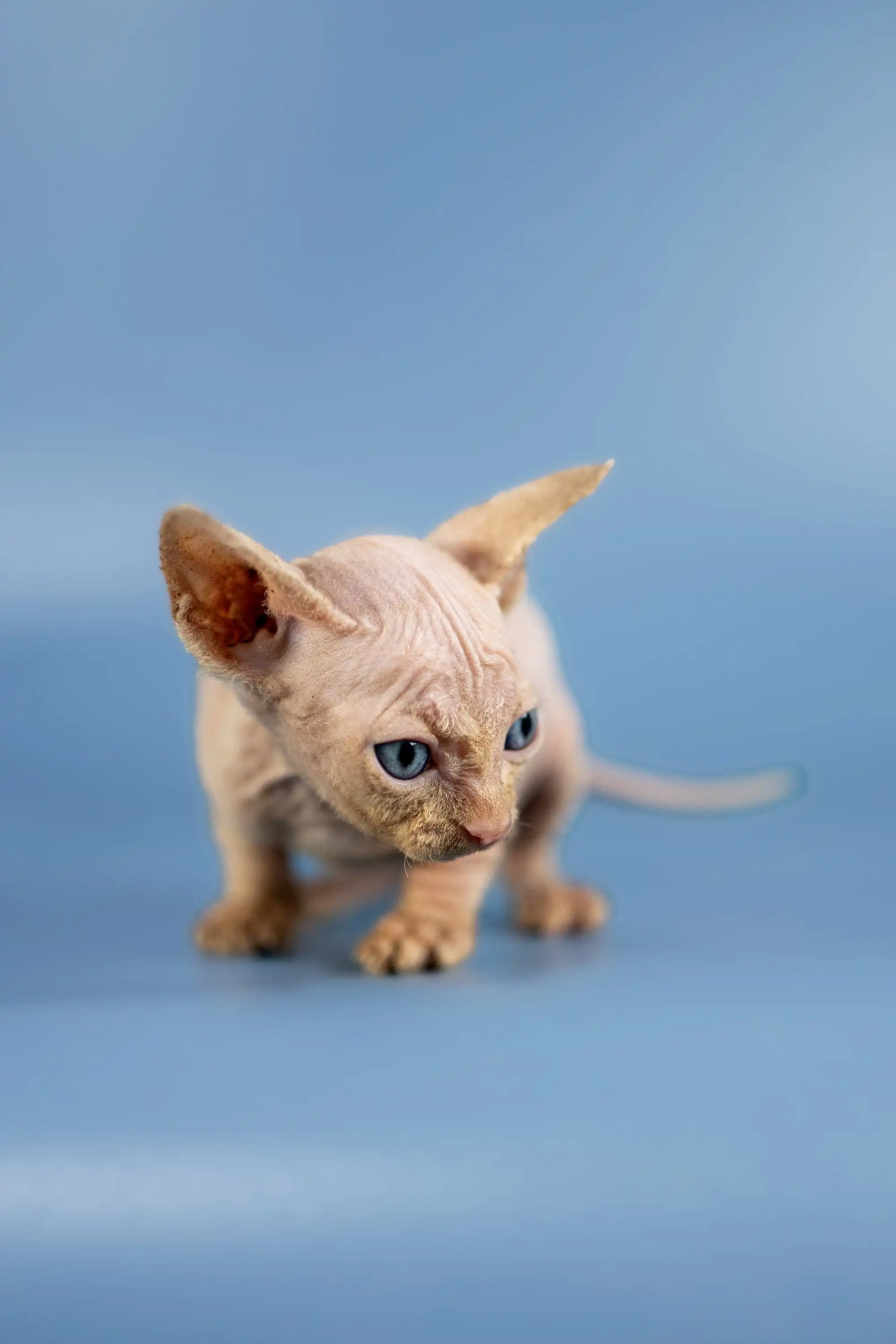 Baron | Sphynx Kitten - Image 12