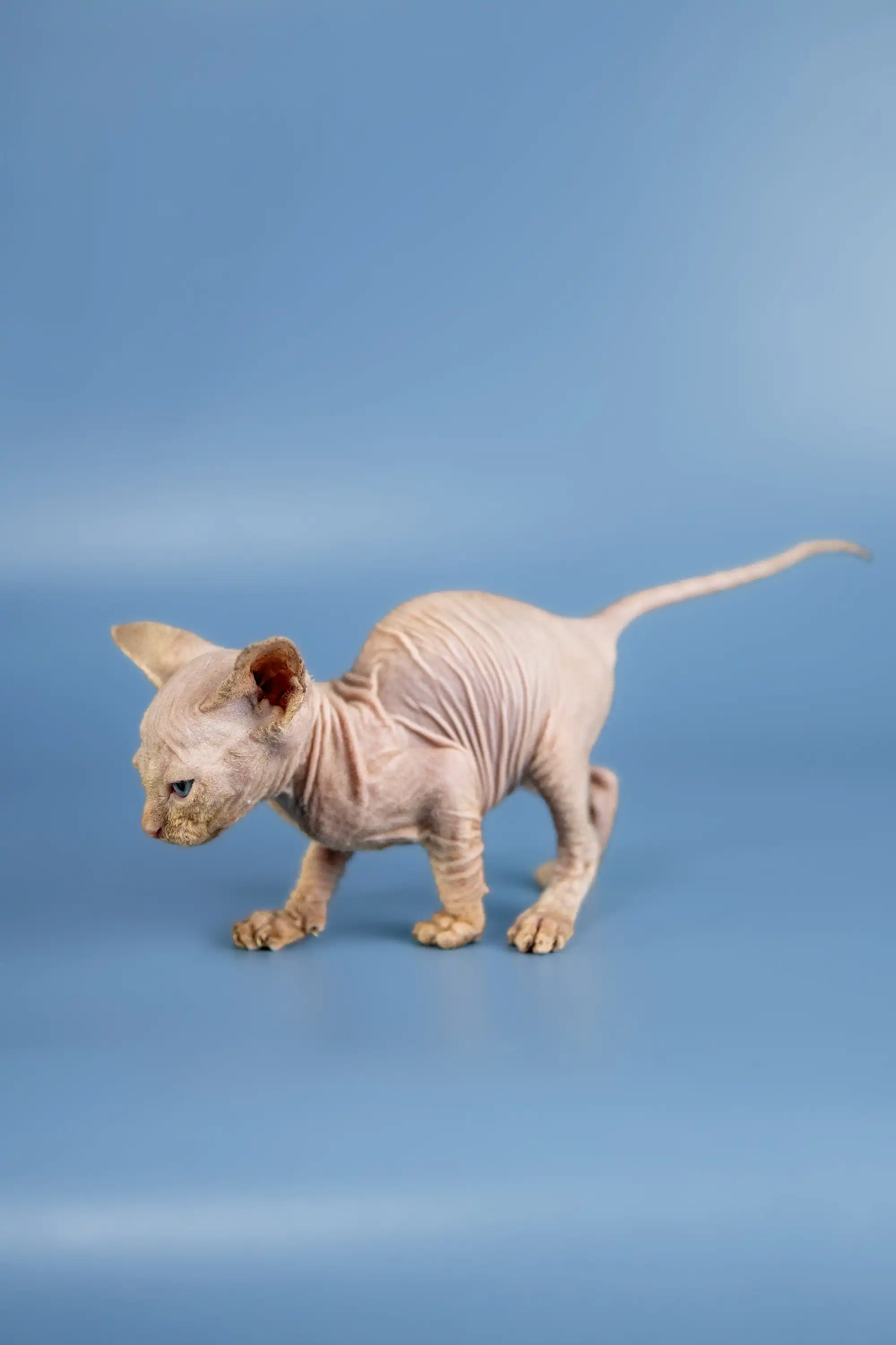 Baron | Sphynx Kitten - Image 14