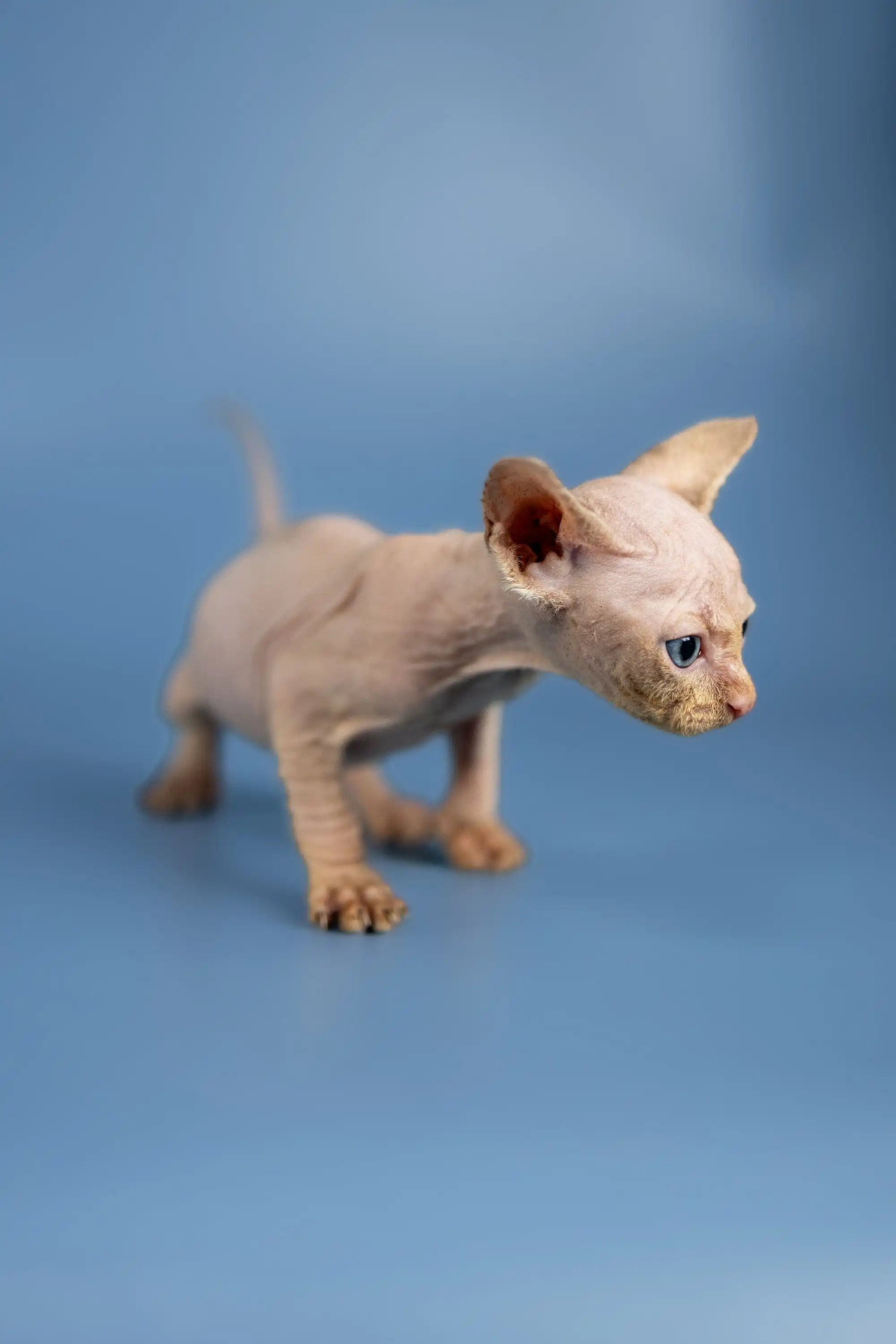 Baron | Sphynx Kitten - Image 17