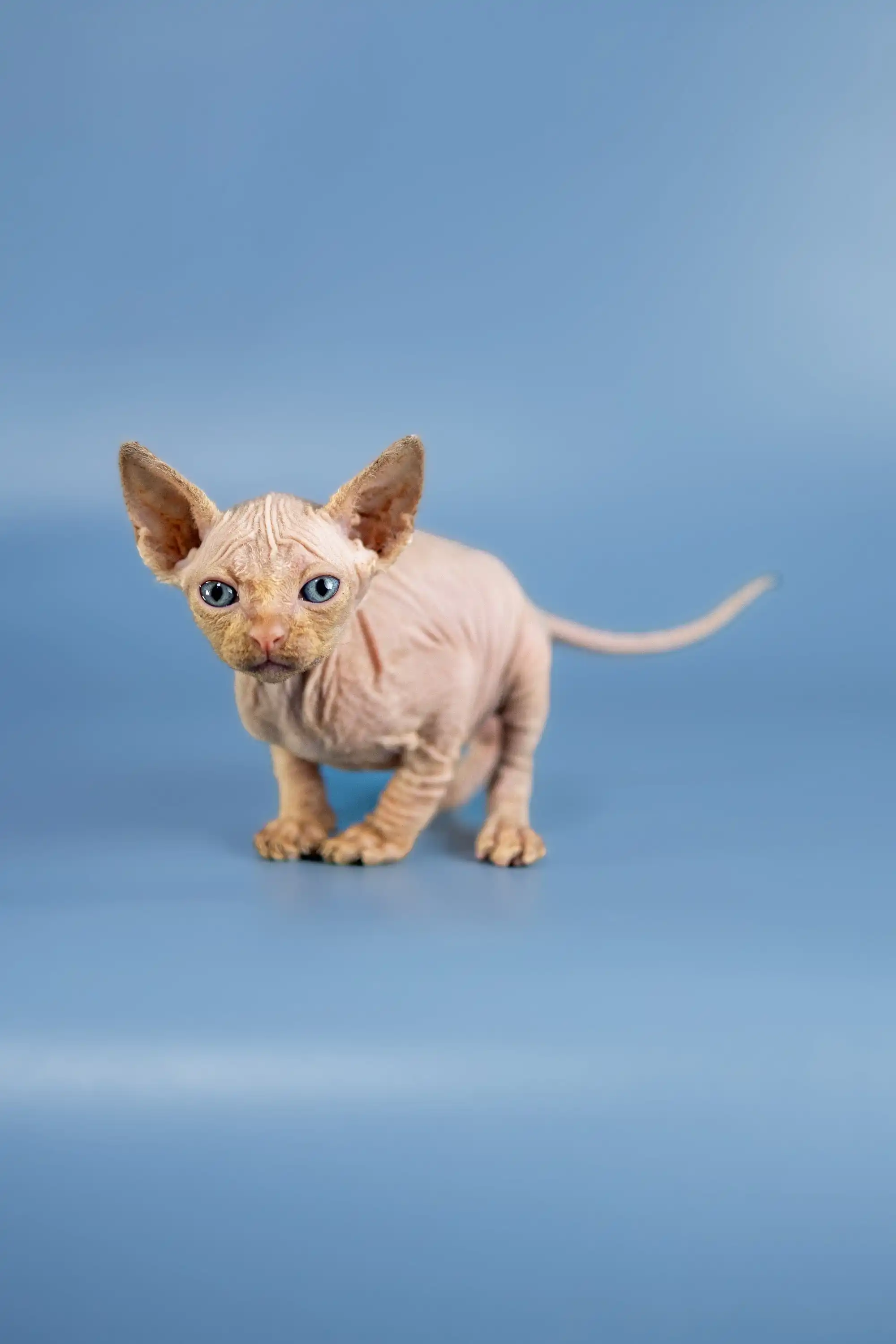 Baron | Sphynx Kitten - Image 2