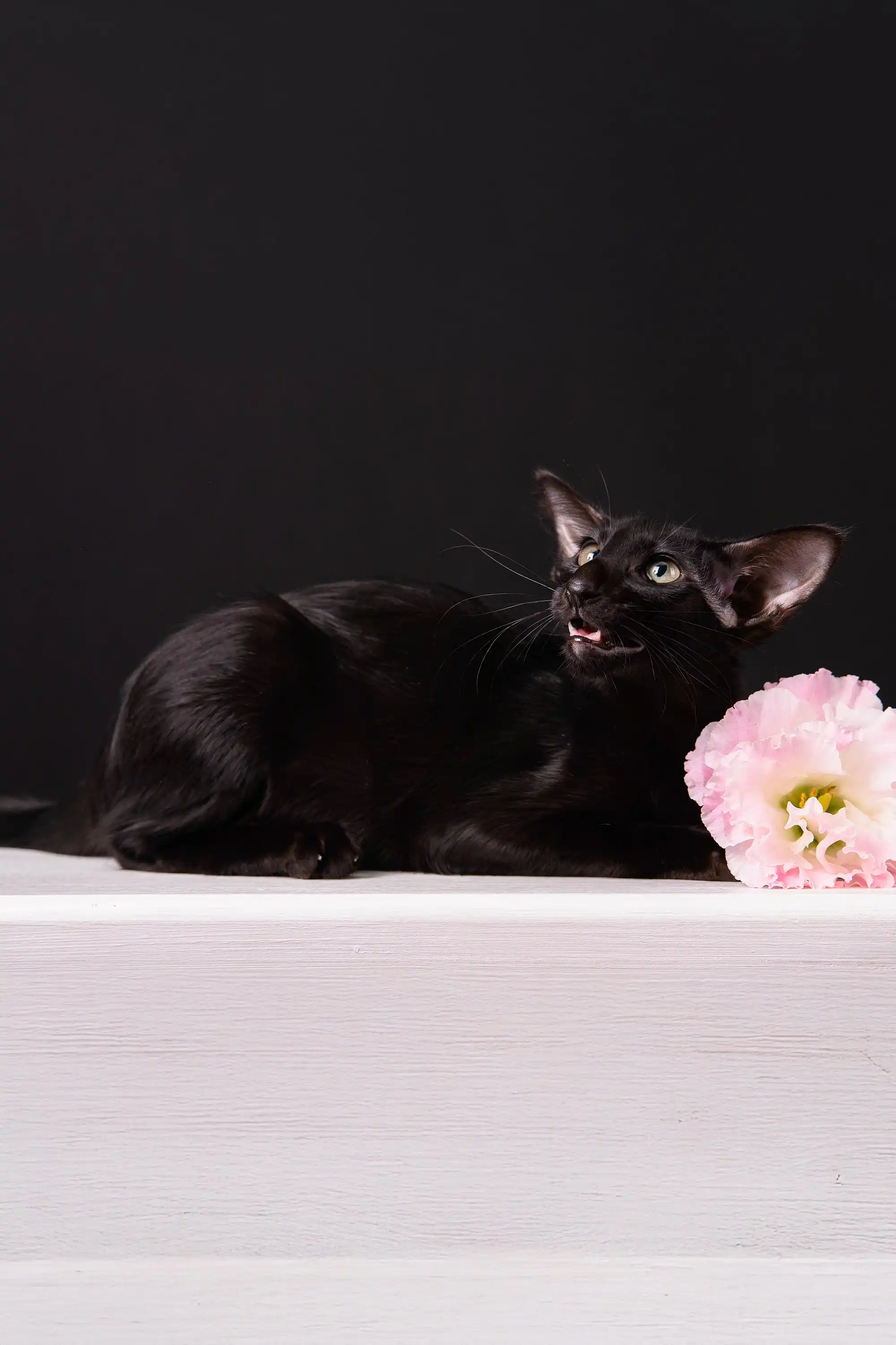 Barracuda | Oriental Shorthair Kitten - Image 12