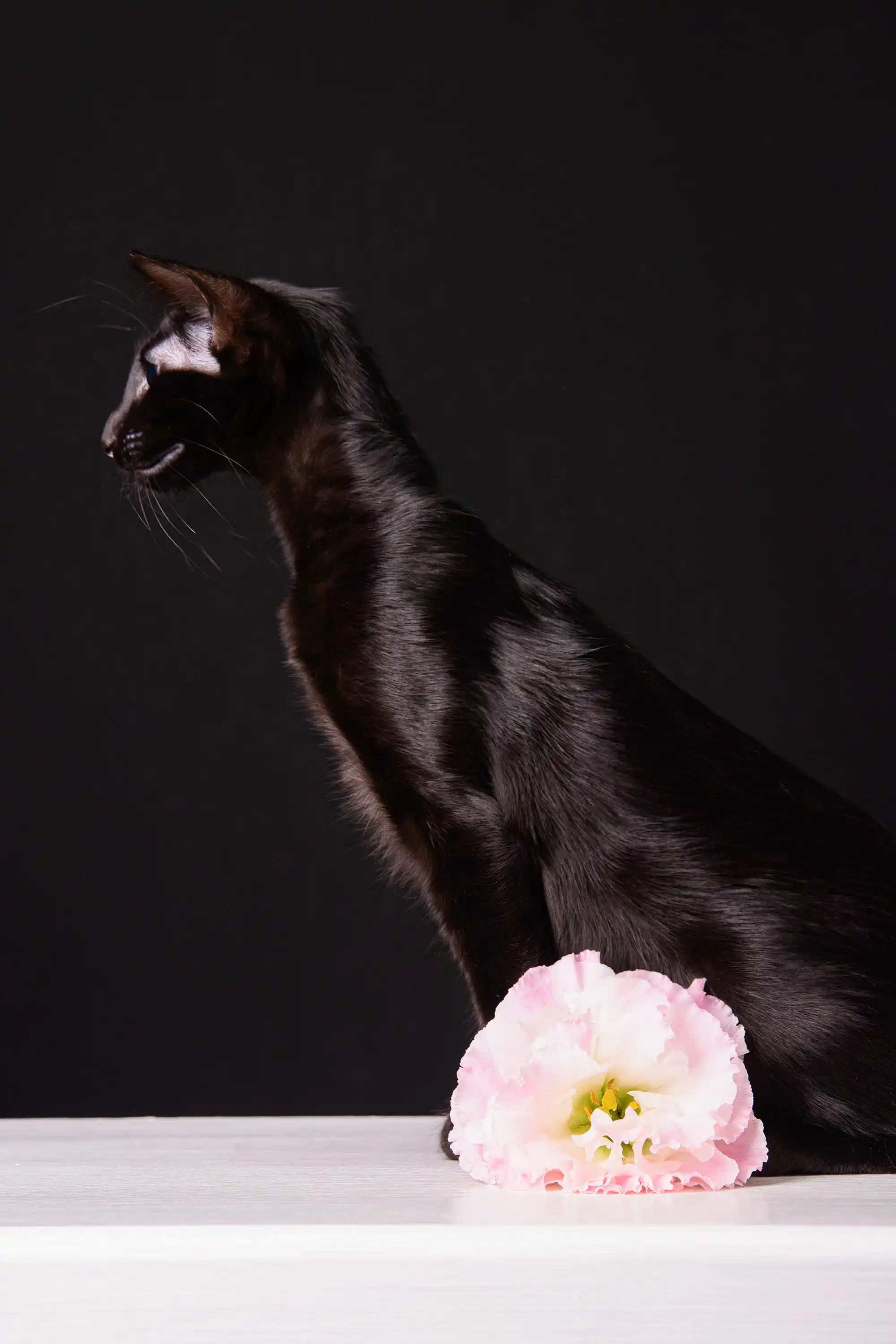 Barracuda | Oriental Shorthair Kitten - Image 8