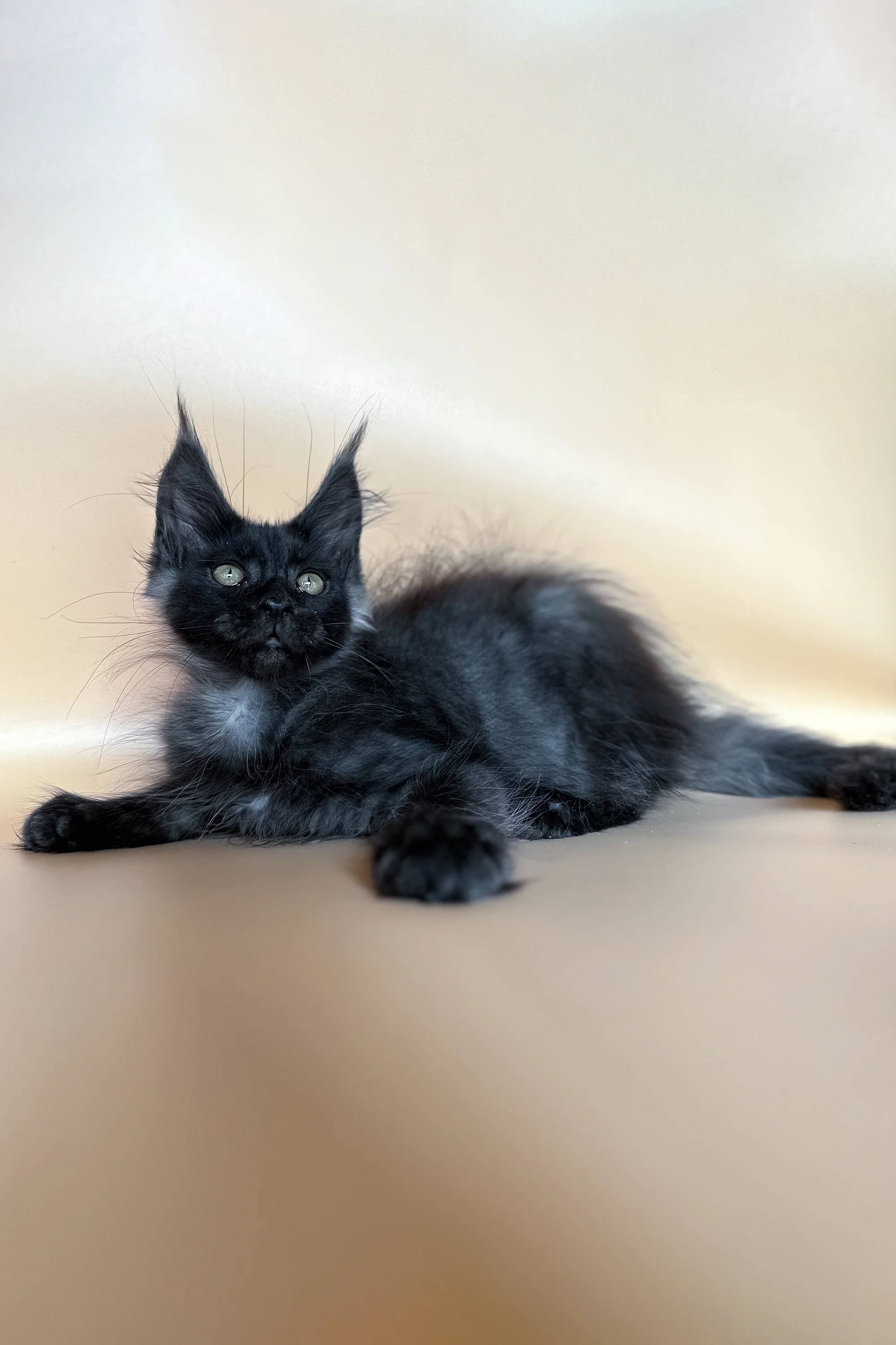 Barrow | Maine Coon Kitten - Image 5