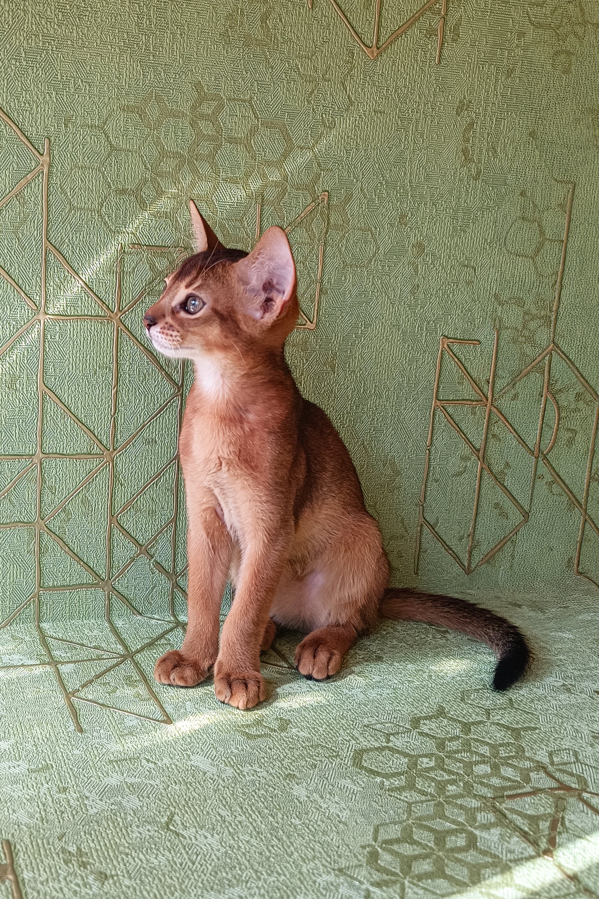 Barry | Abyssinian Kitten - Image 2