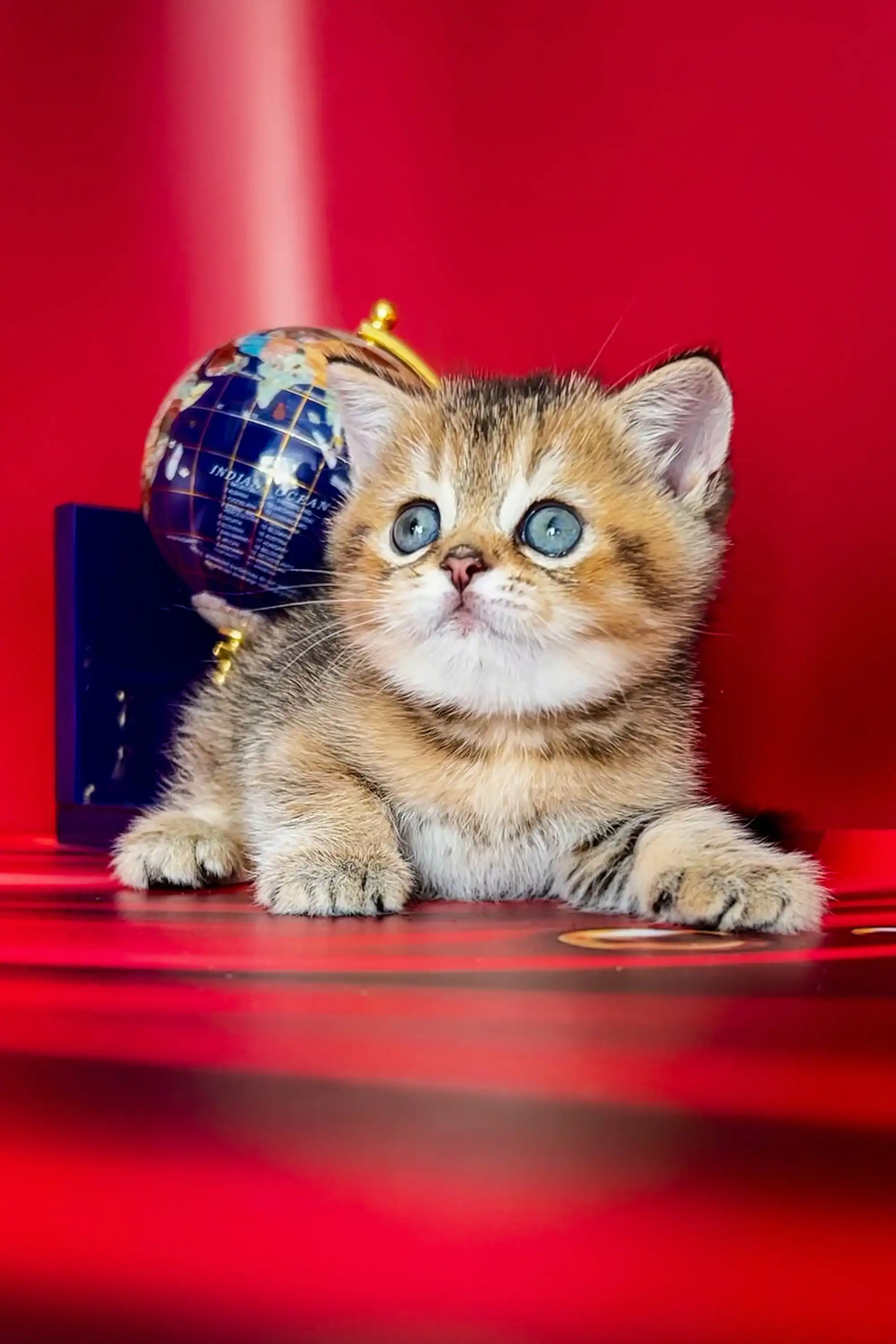 Bars | Scottish Straight Kitten - Image 5