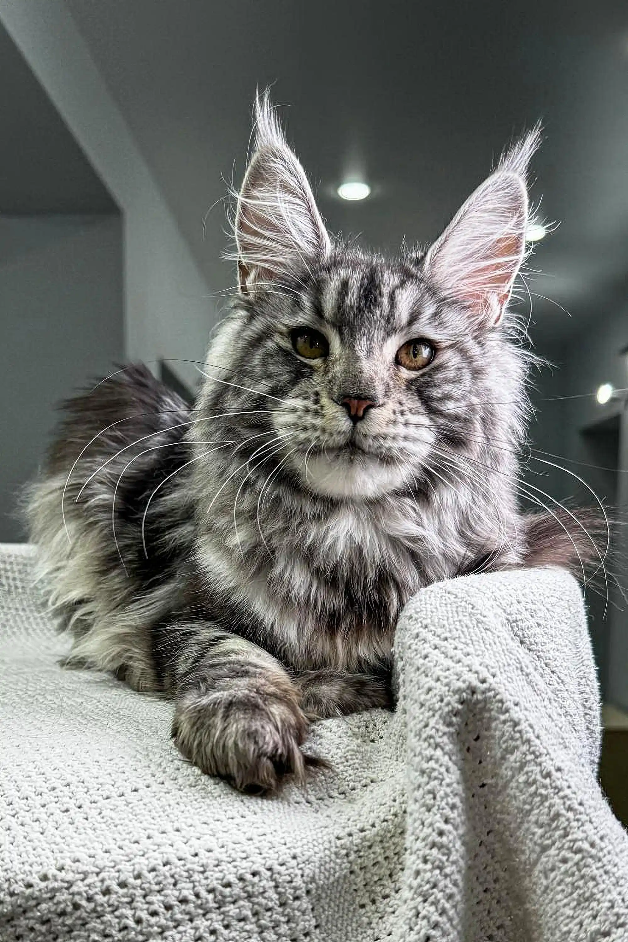 Barsa | Maine Coon Kitten - Image 3