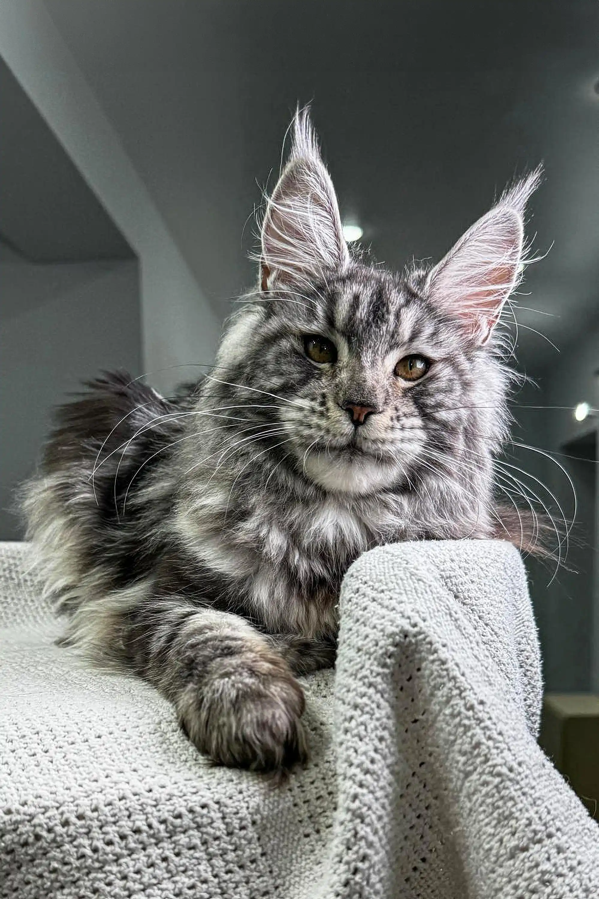 Barsa | Maine Coon Kitten - Image 6