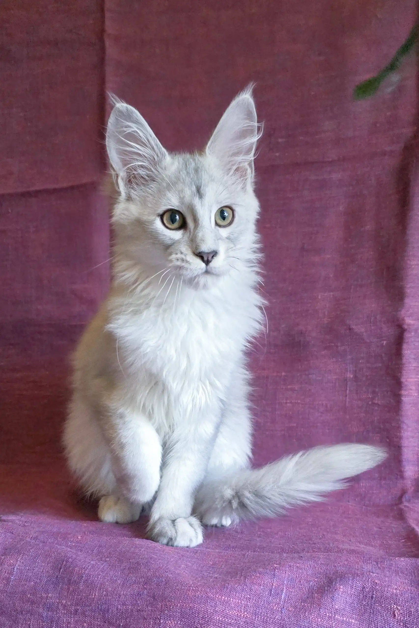 Basel | Maine Coon Kitten - Image 2
