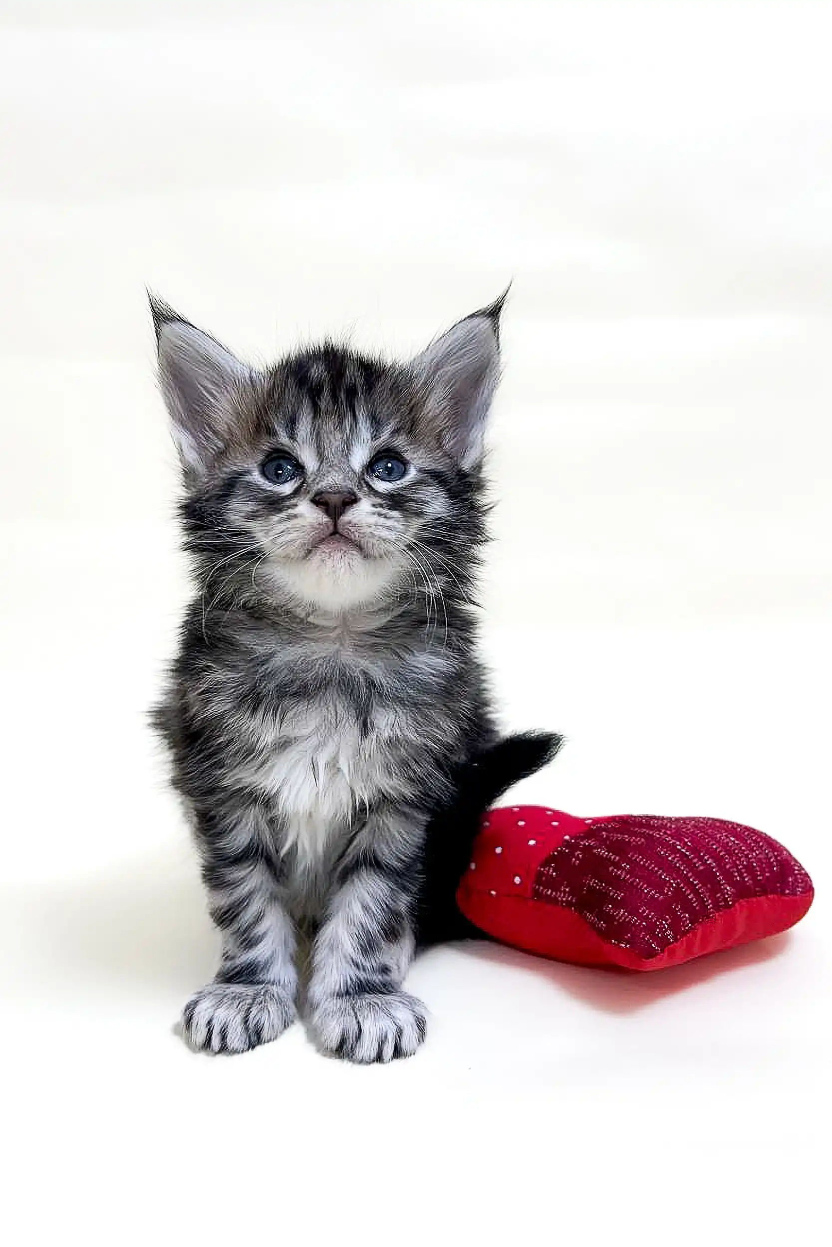 Bean | Maine Coon Kitten - Image 4