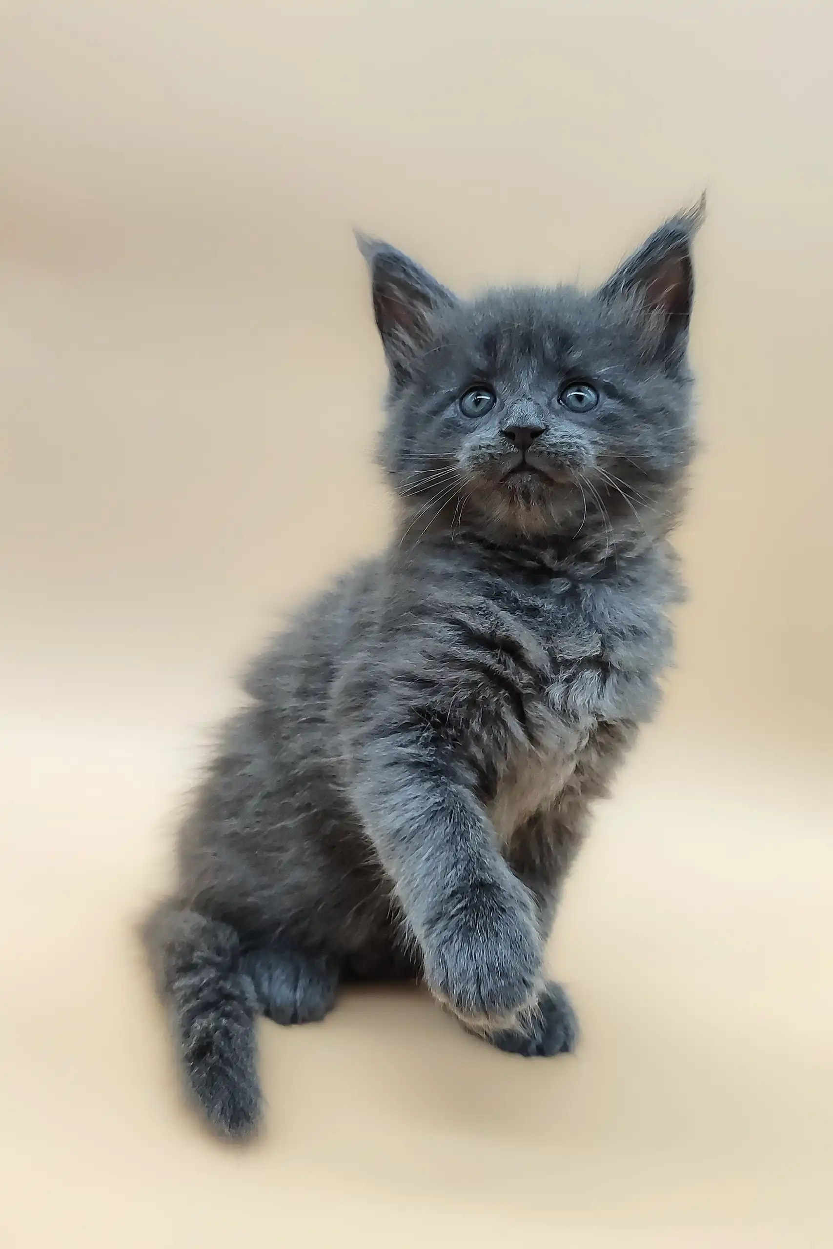 Bear | Maine Coon Kitten - Image 4