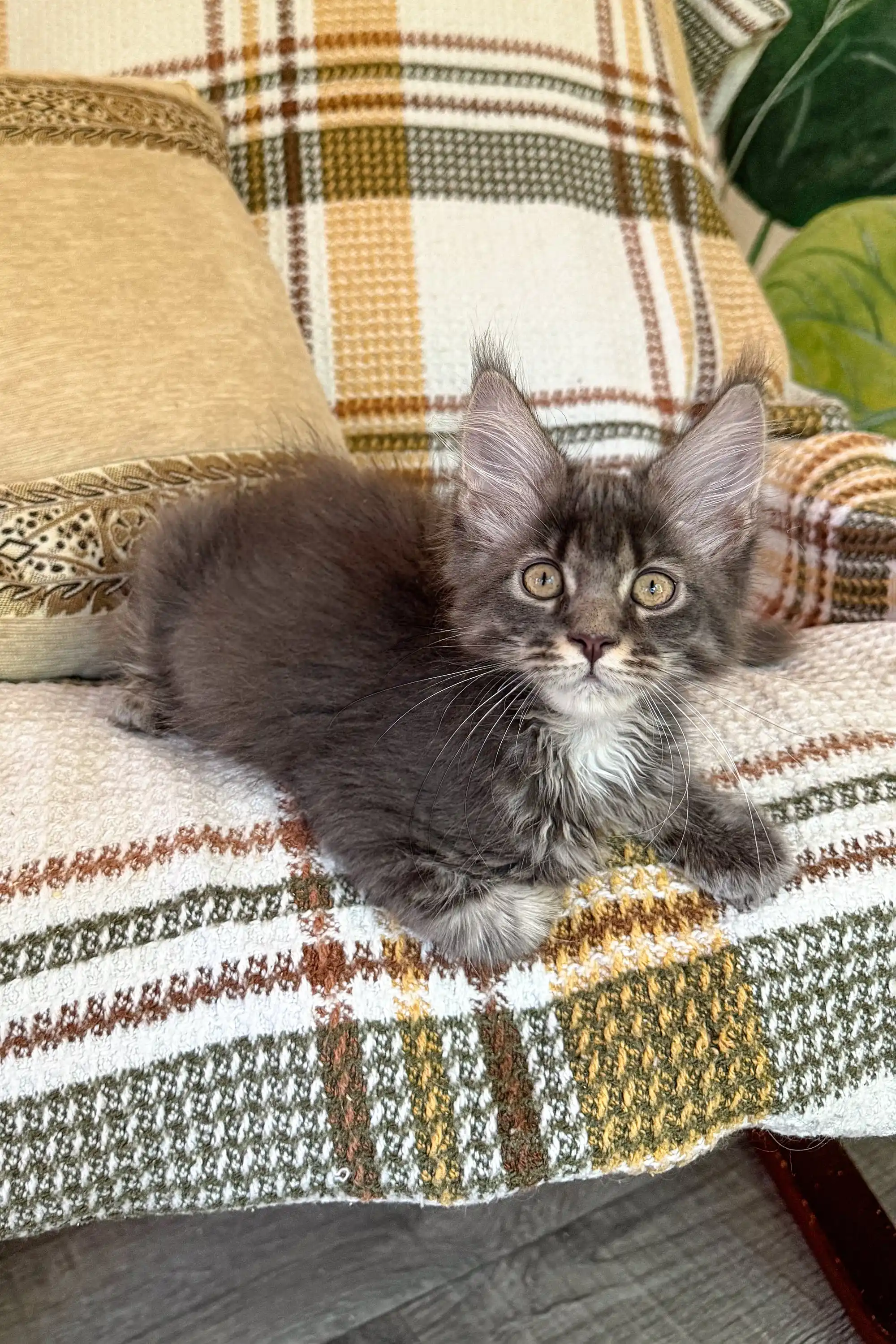 Beauty | Maine Coon Kitten - Image 8