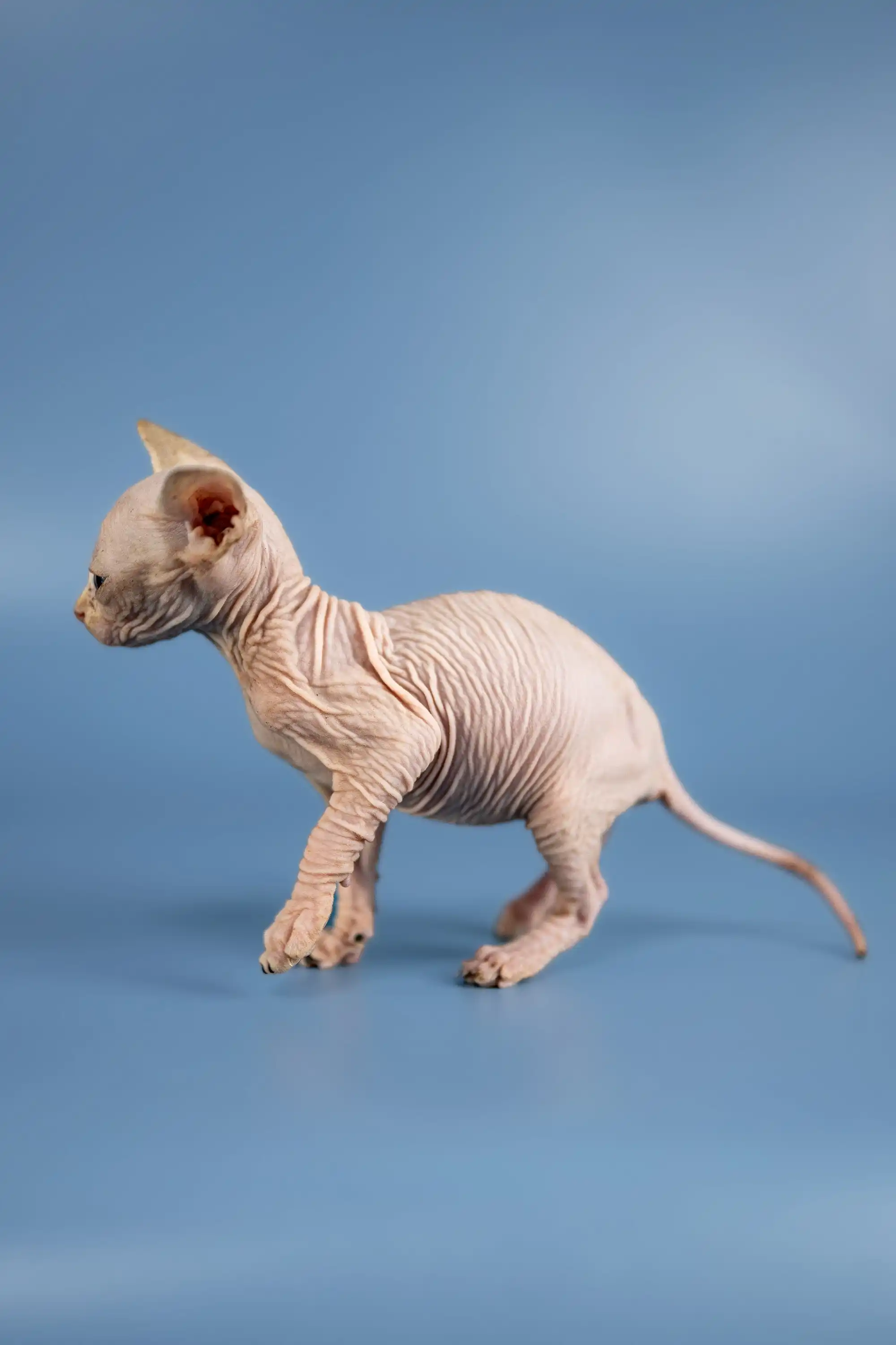 Bella | Sphynx Kitten - Image 7
