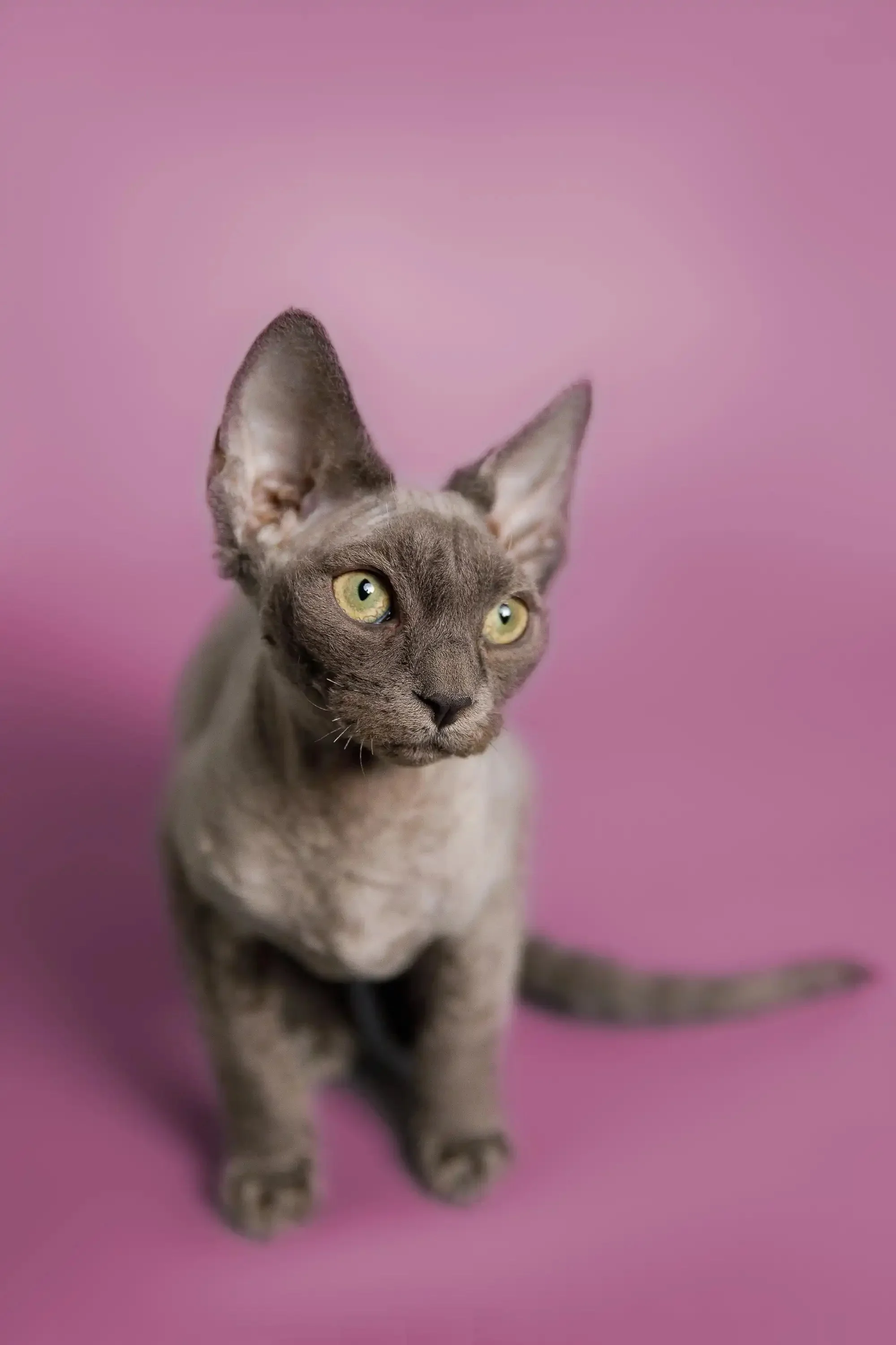 Ben | Devon Rex Kitten - Image 5