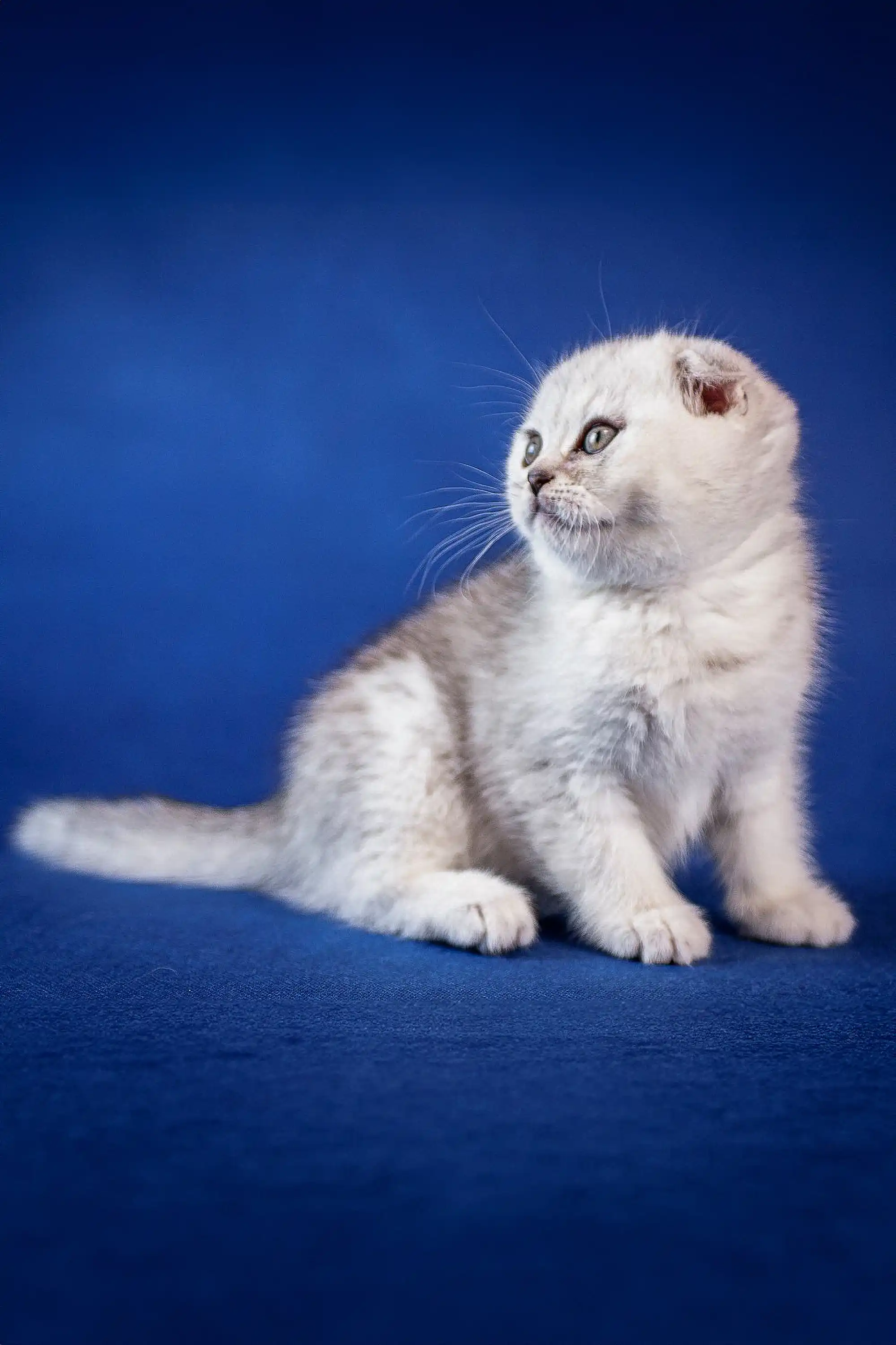 Ben | Scottish Fold Kitten - Image 3