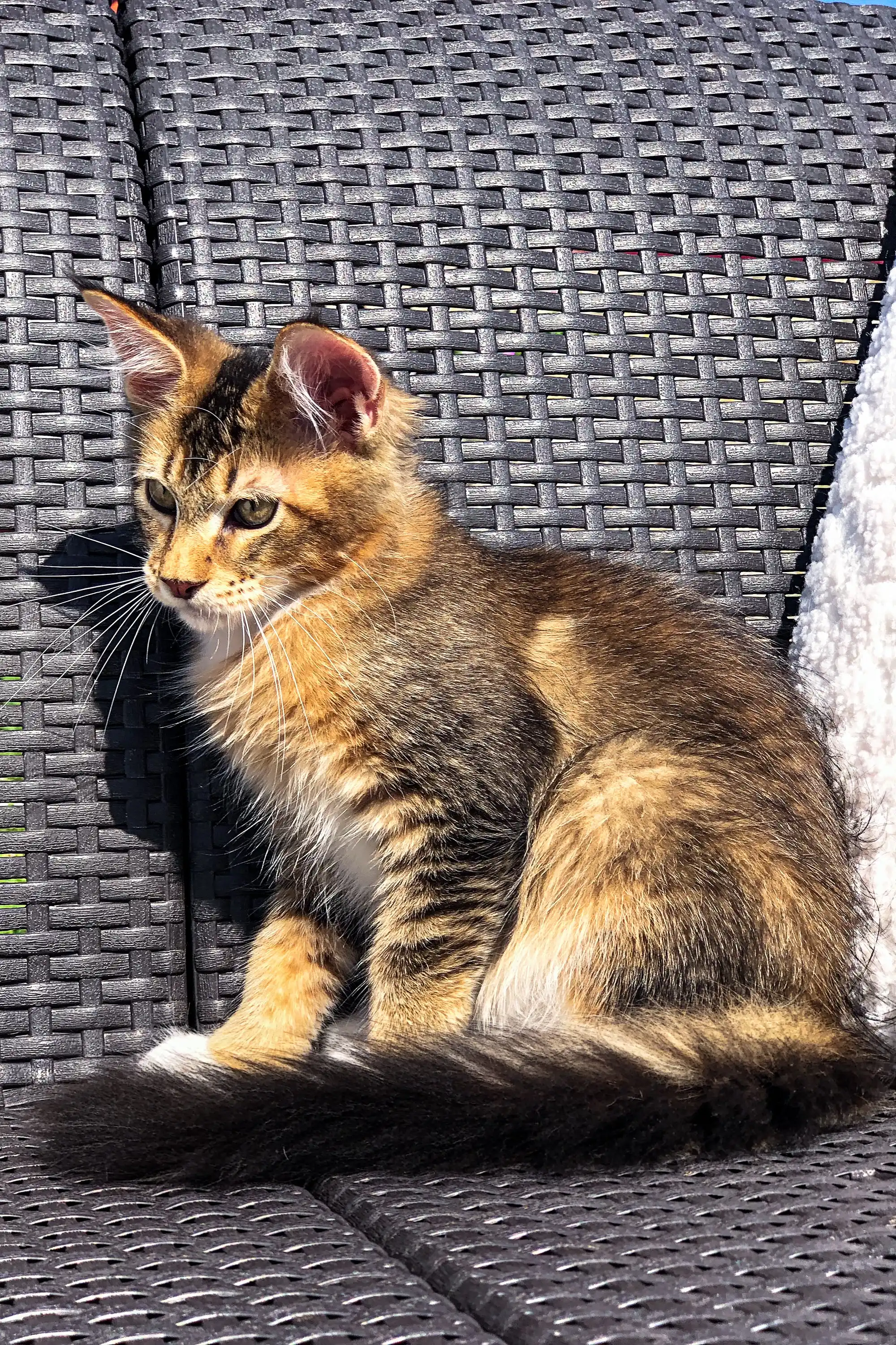 Benedict | Maine Coon Kitten - Image 6