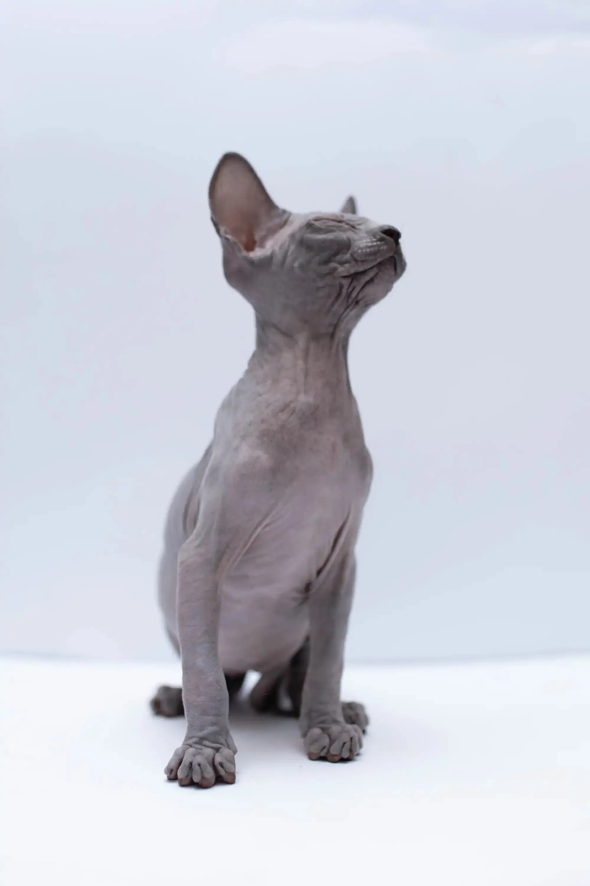 Bennett |  Sphynx Kitten - Image 10