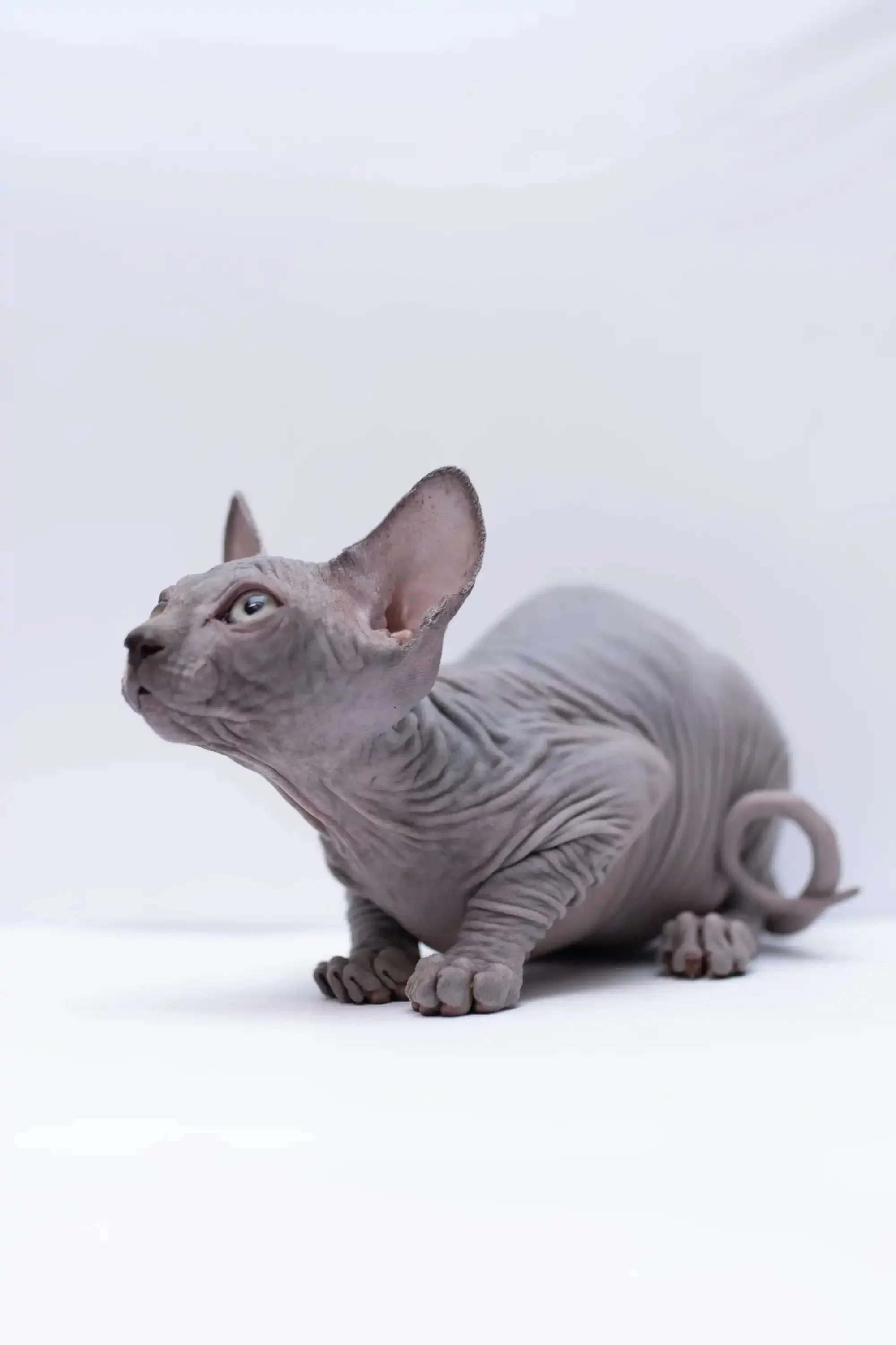 Bennett |  Sphynx Kitten - Image 3