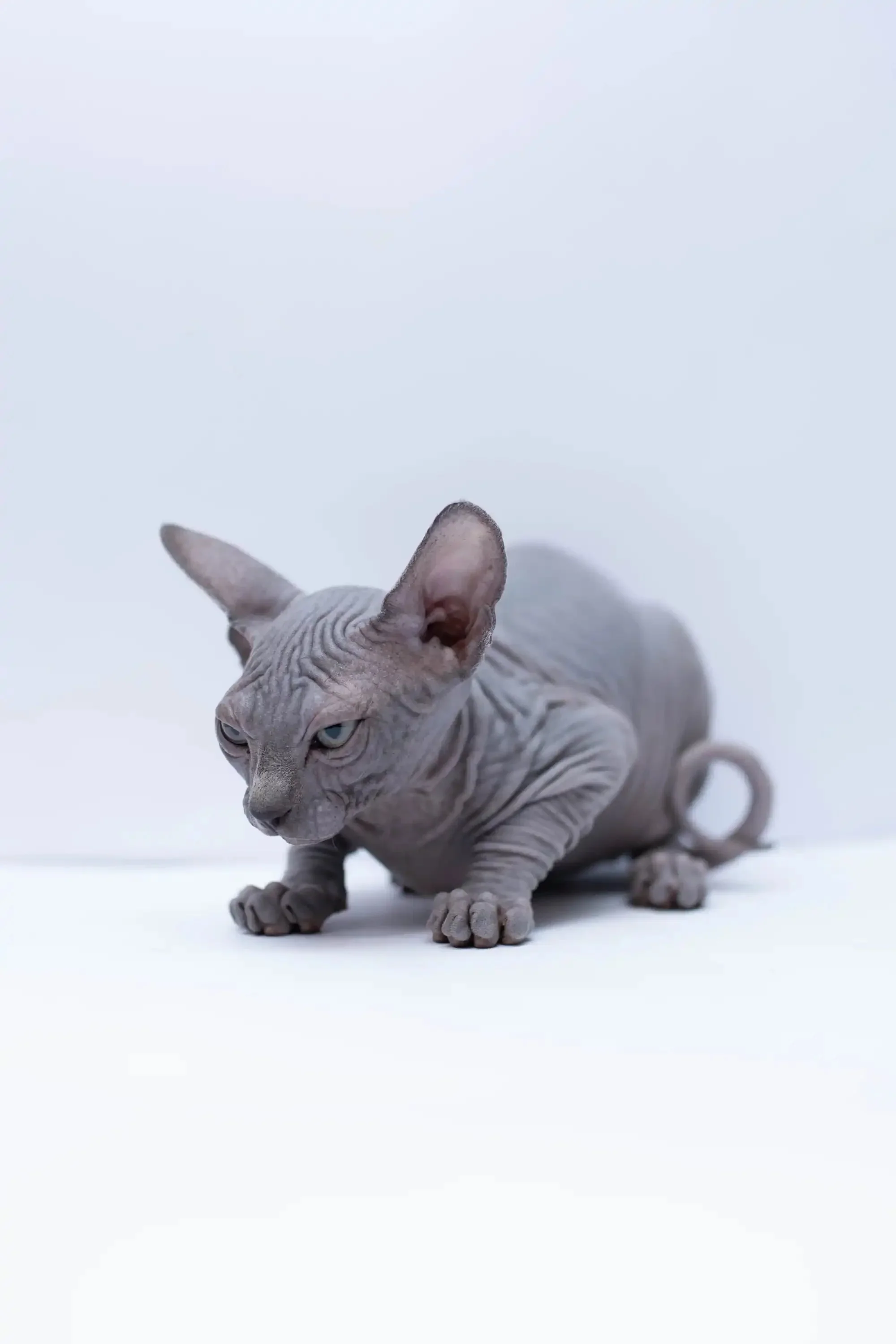 Bennett |  Sphynx Kitten - Image 4