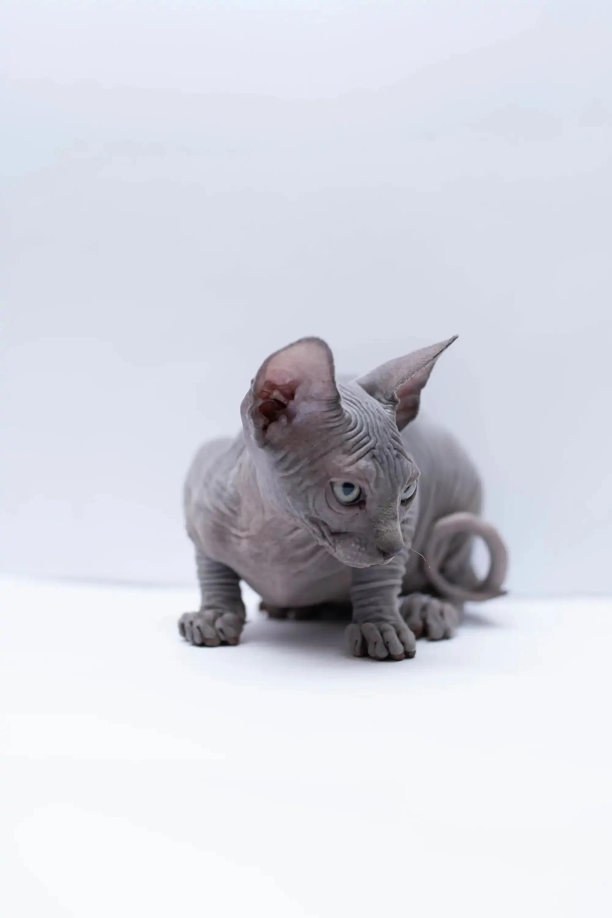 Bennett |  Sphynx Kitten - Image 5