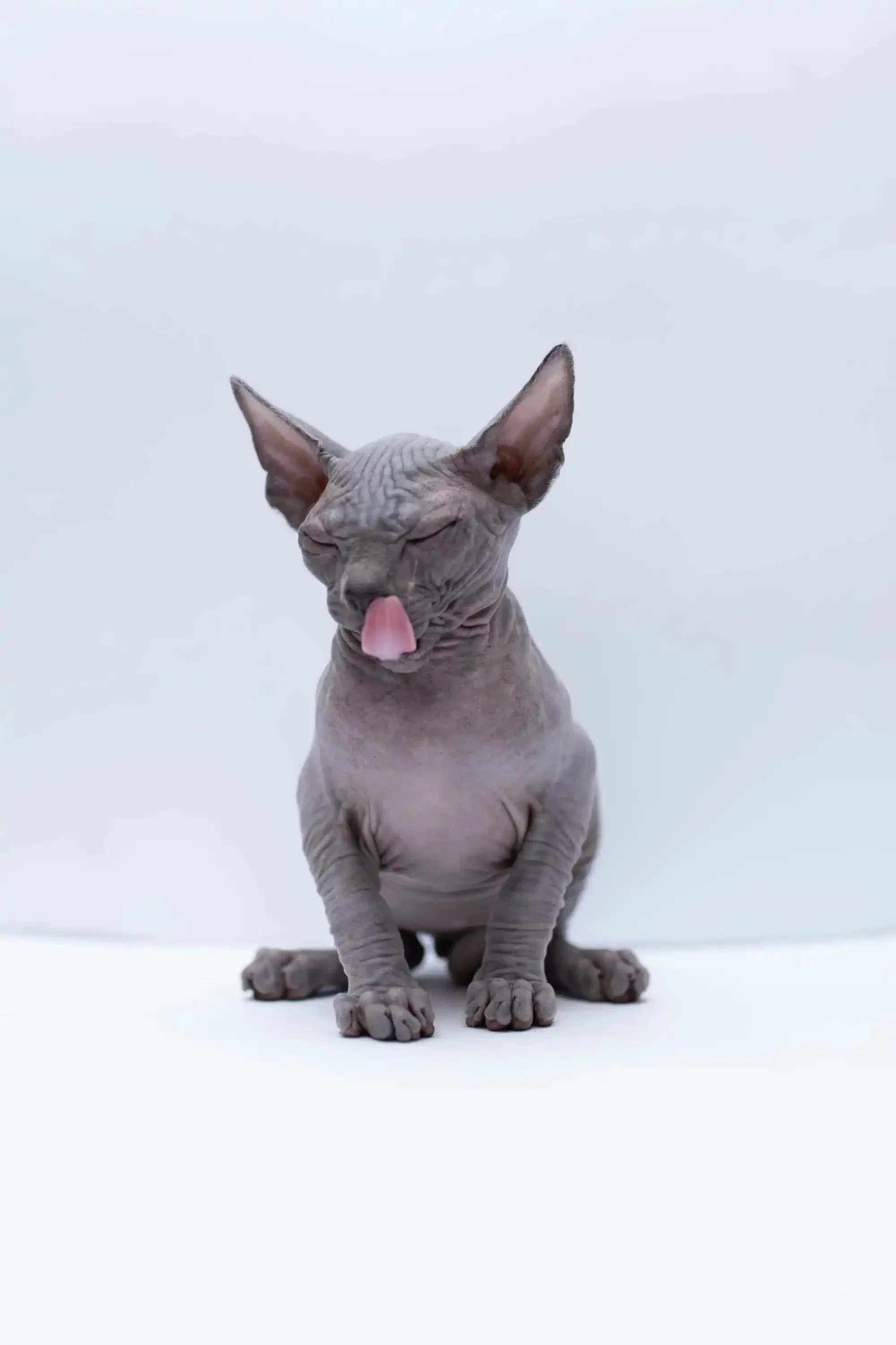 Bennett |  Sphynx Kitten - Image 6