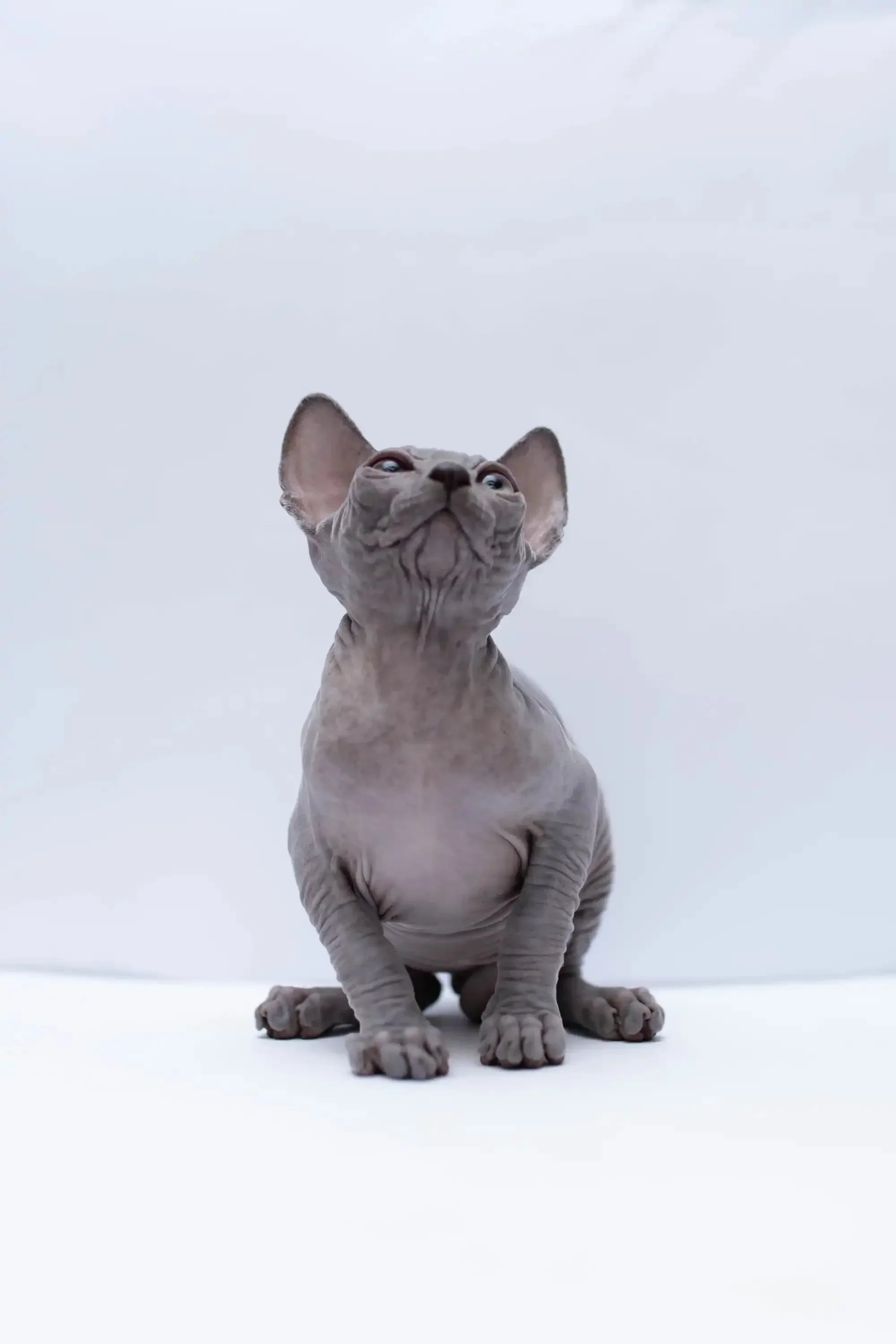 Bennett |  Sphynx Kitten - Image 7