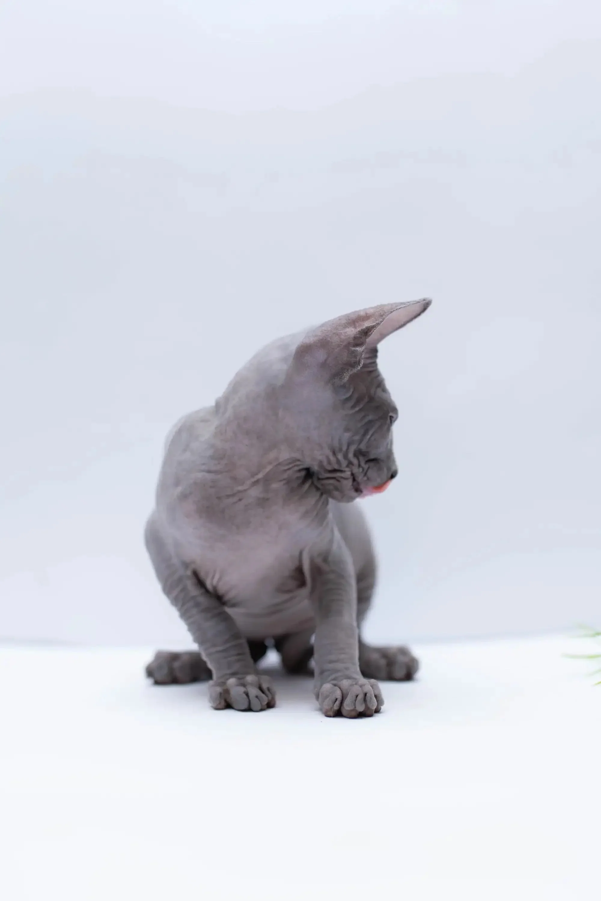 Bennett |  Sphynx Kitten - Image 8