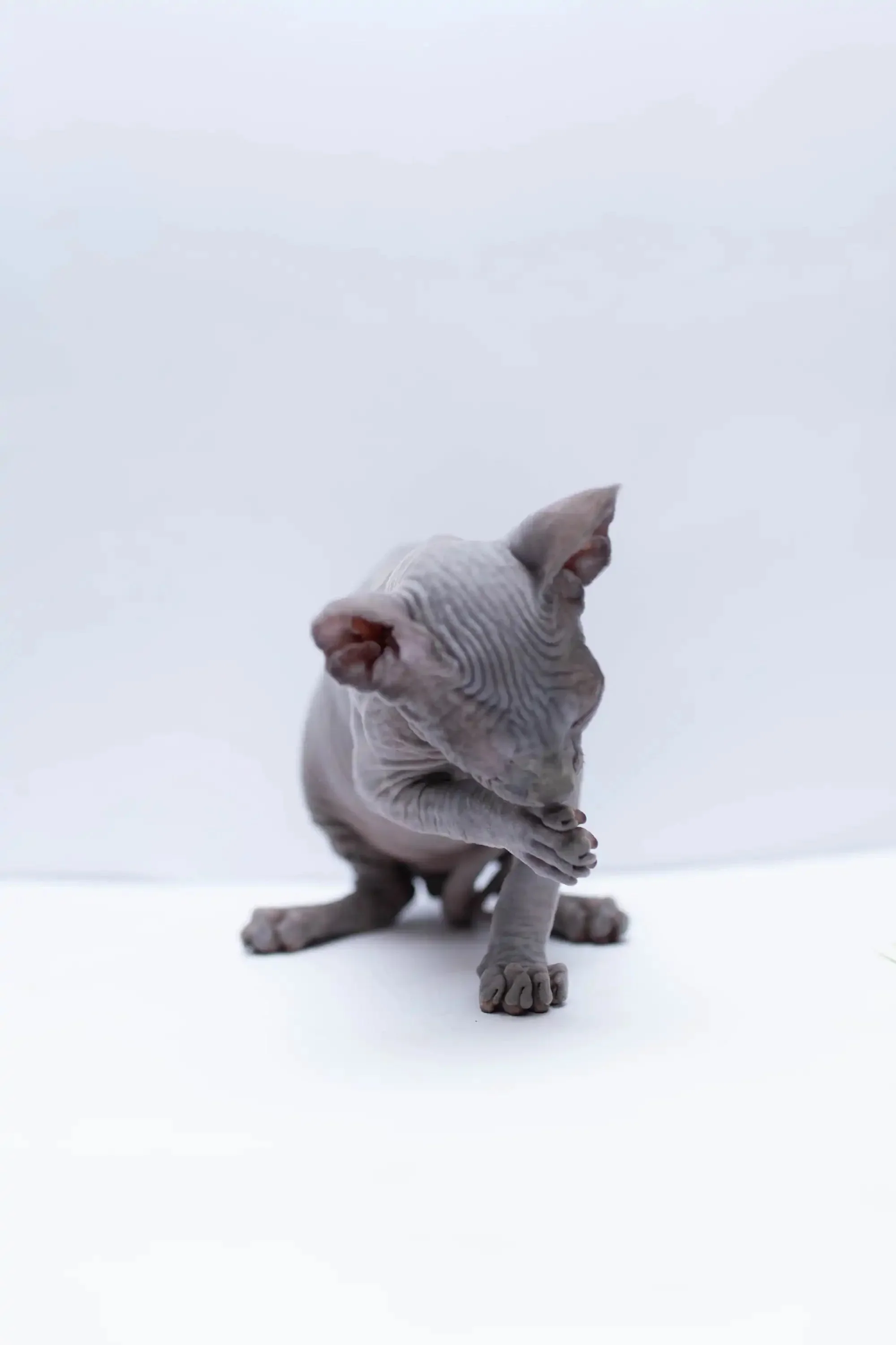 Bennett |  Sphynx Kitten - Image 9