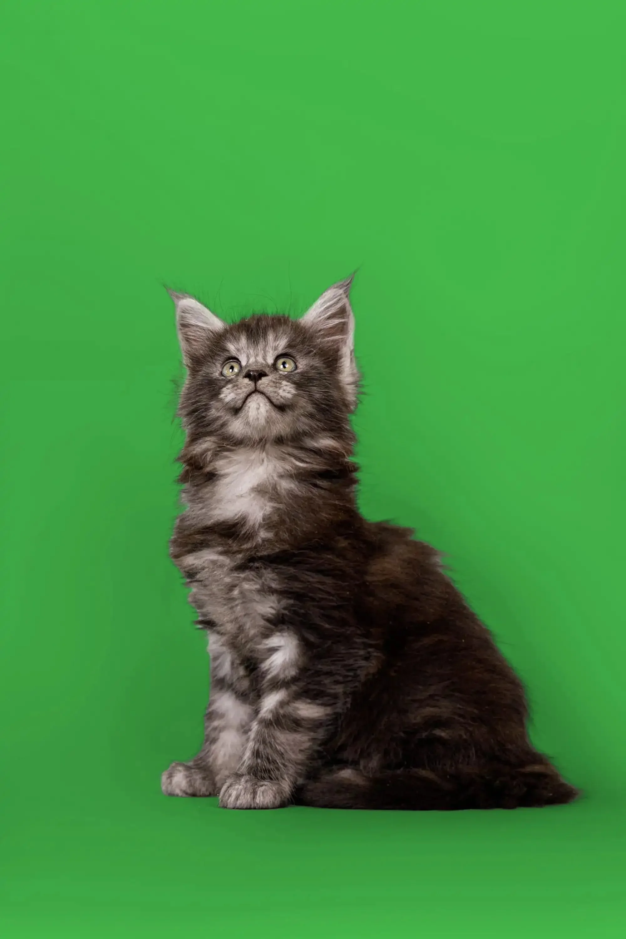 Bentley | Maine Coon Kitten - Image 6