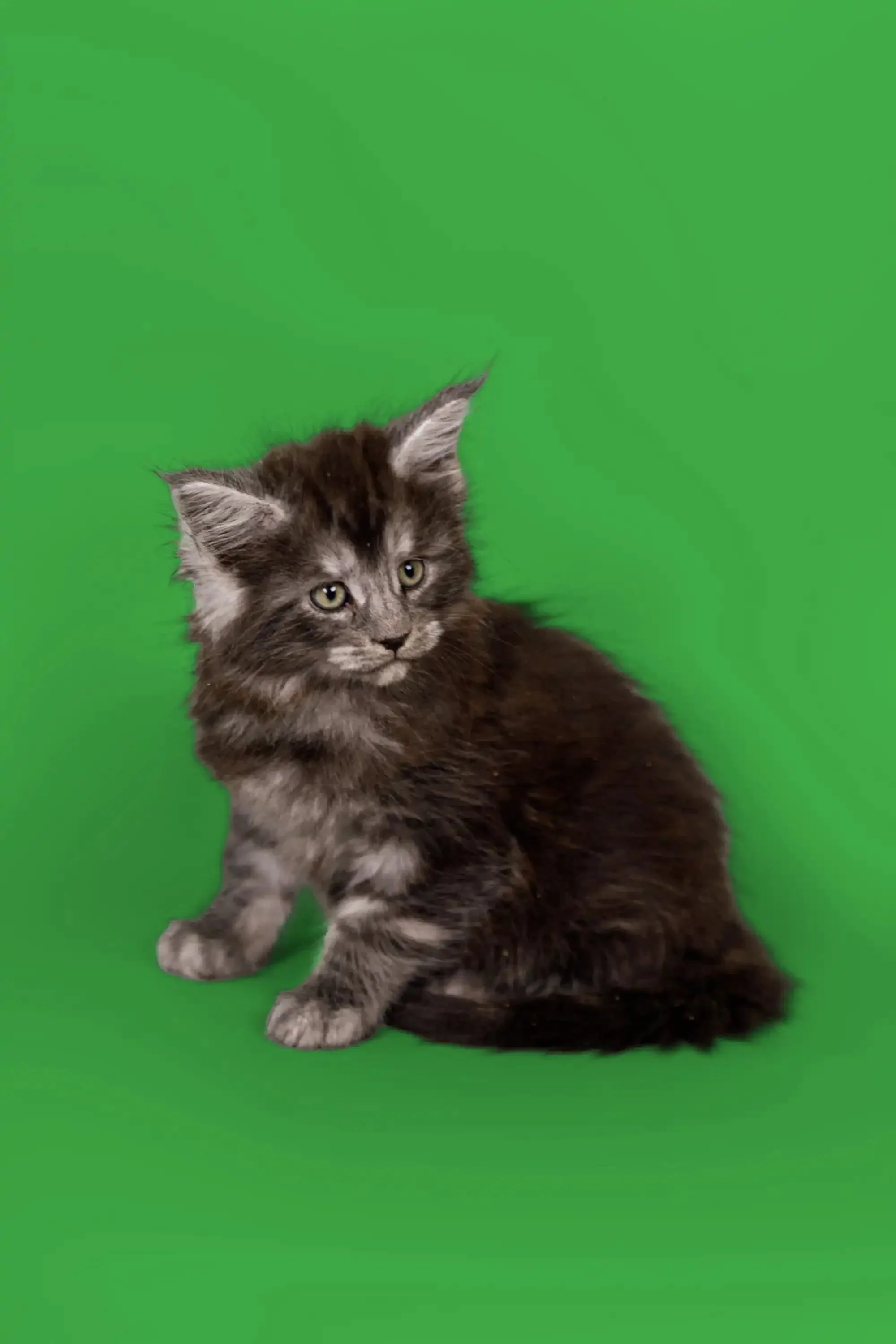 Bentley | Maine Coon Kitten - Image 8