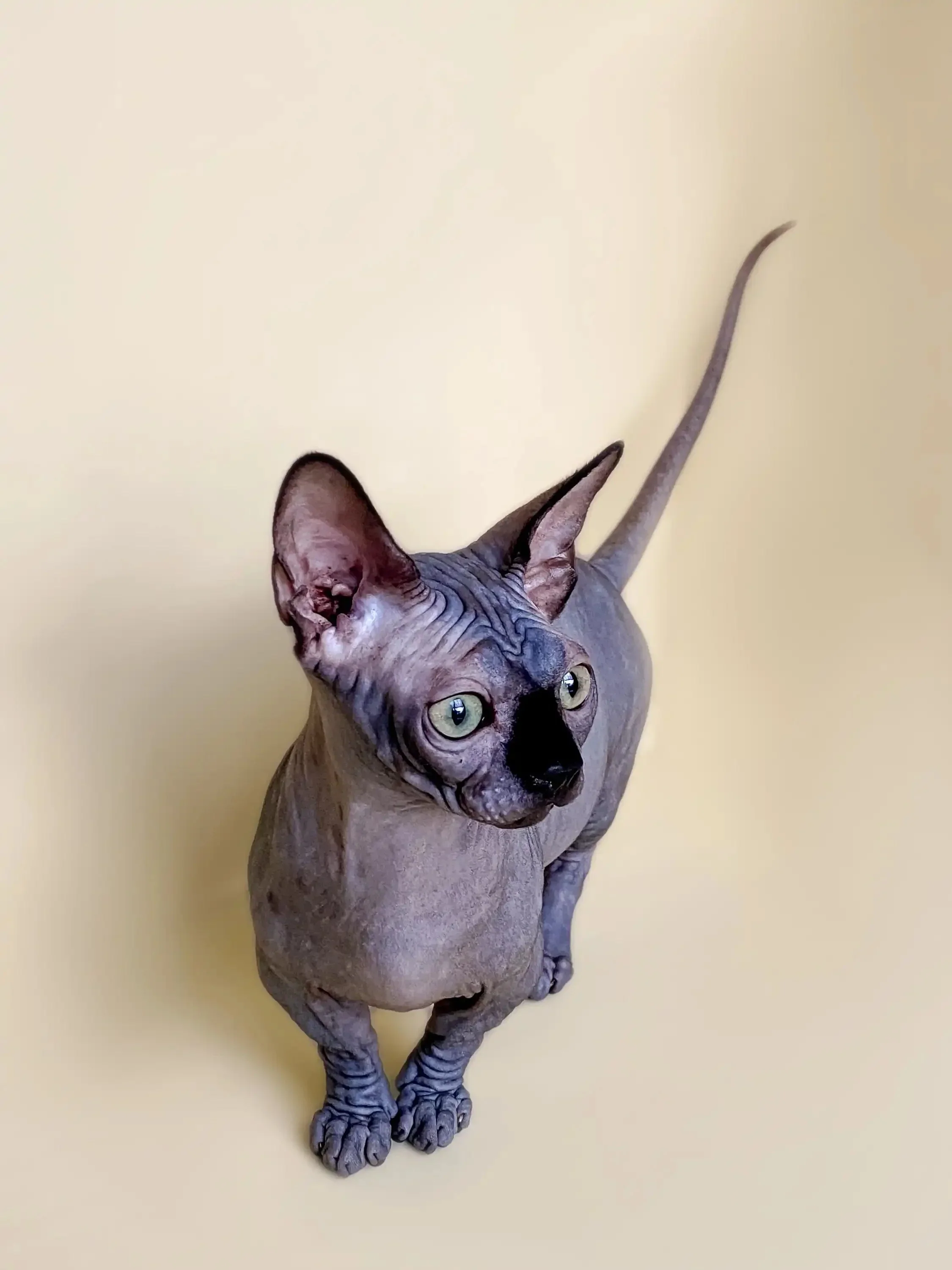 Bento | Bambino Kitten - Image 16