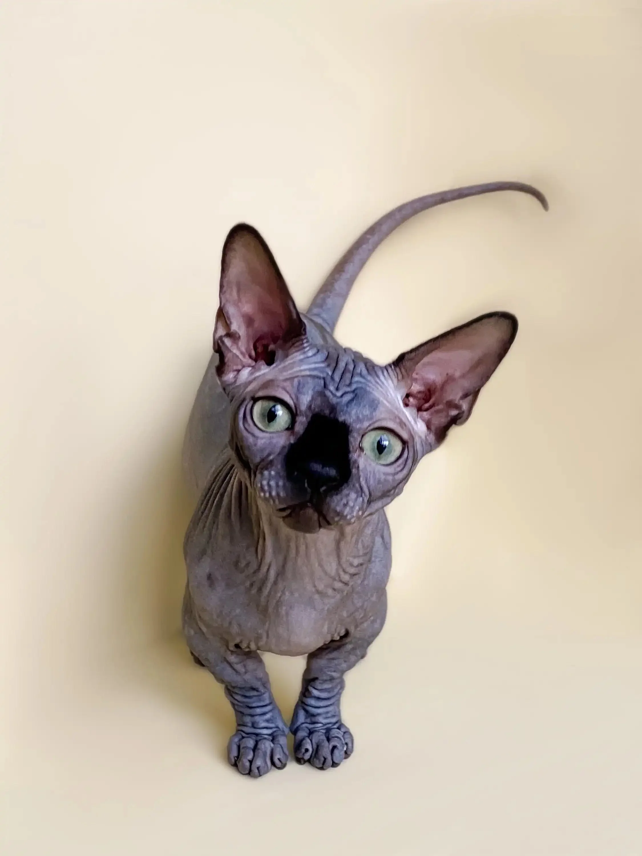 Bento | Bambino Kitten - Image 18
