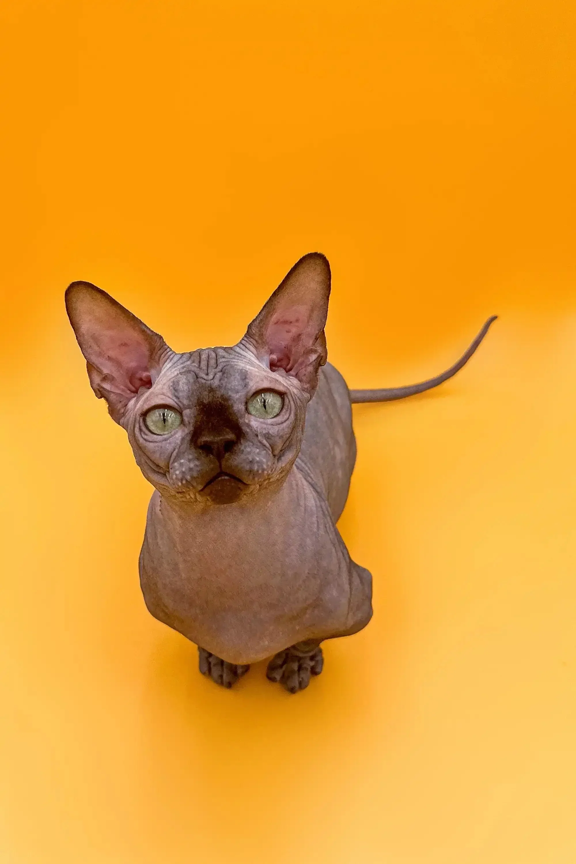 Bento | Bambino Kitten - Image 8