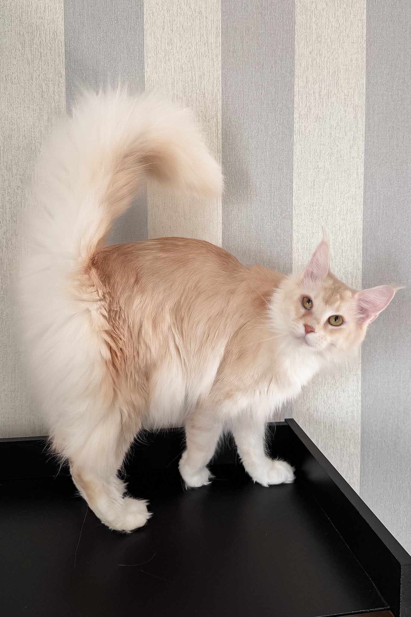 Betty | Maine Coon Kitten - Image 11