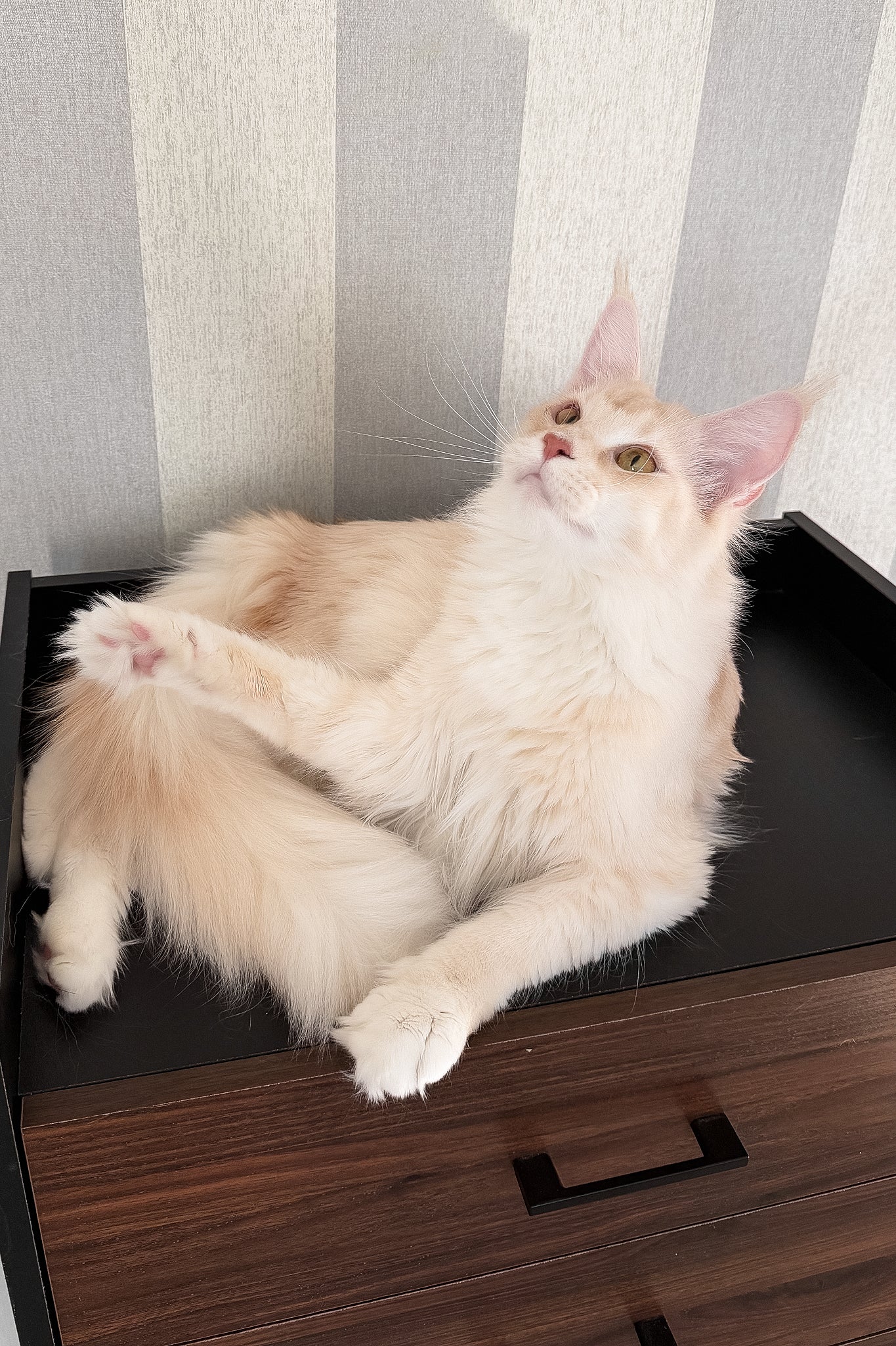 Betty | Maine Coon Kitten - Image 15