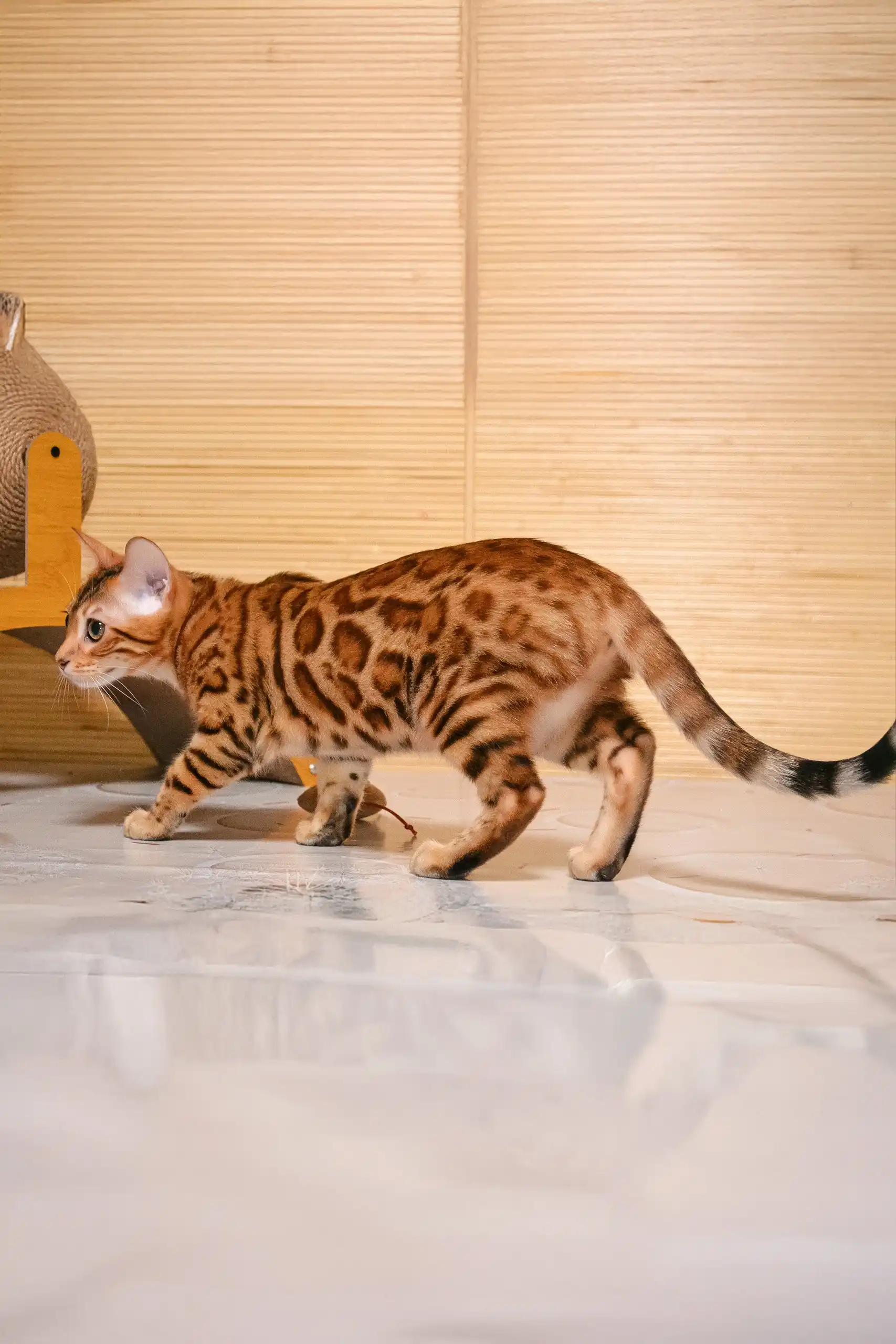 Beylla | Bengal Kitten - Image 2
