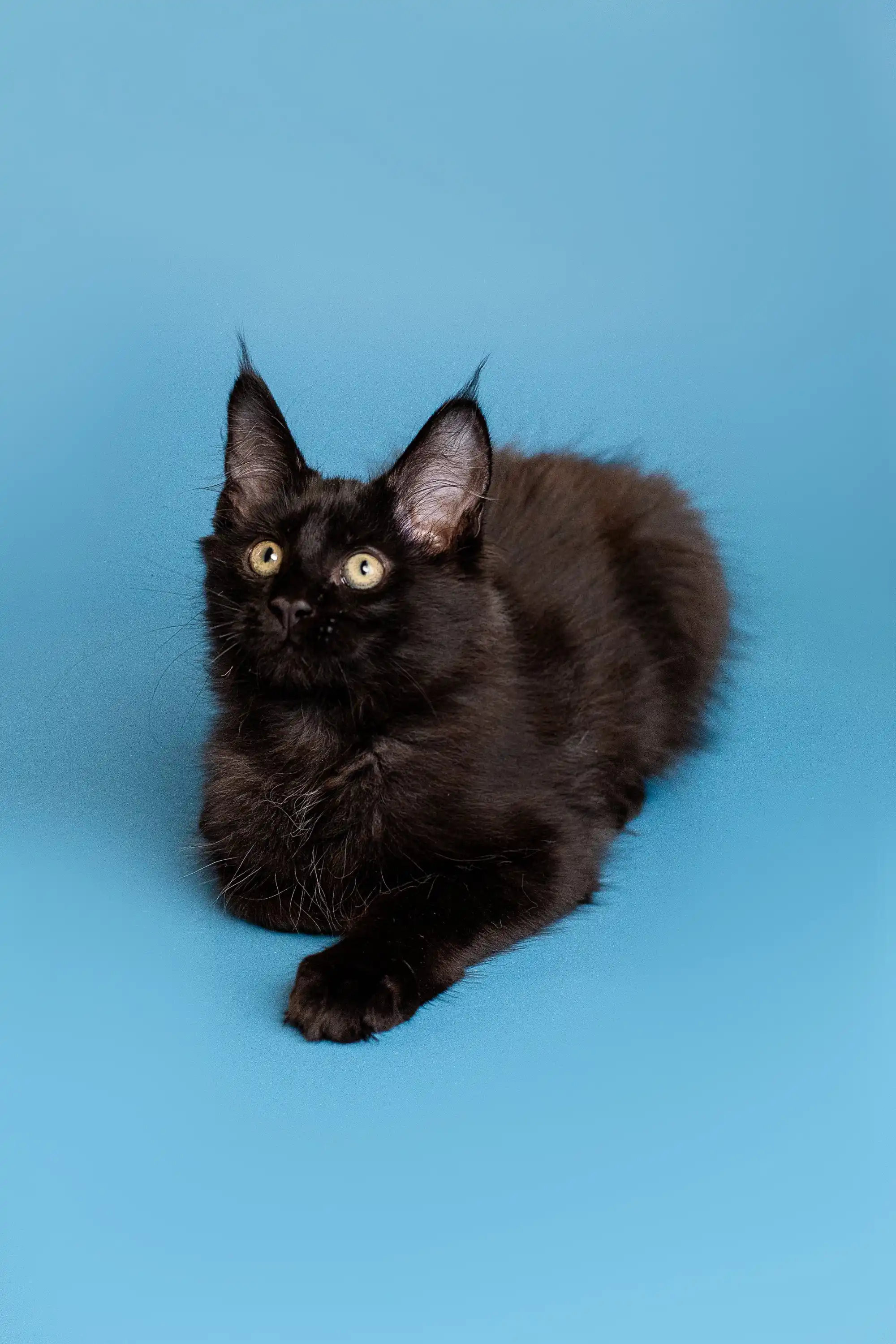 Bill | Maine Coon Kitten - Image 7