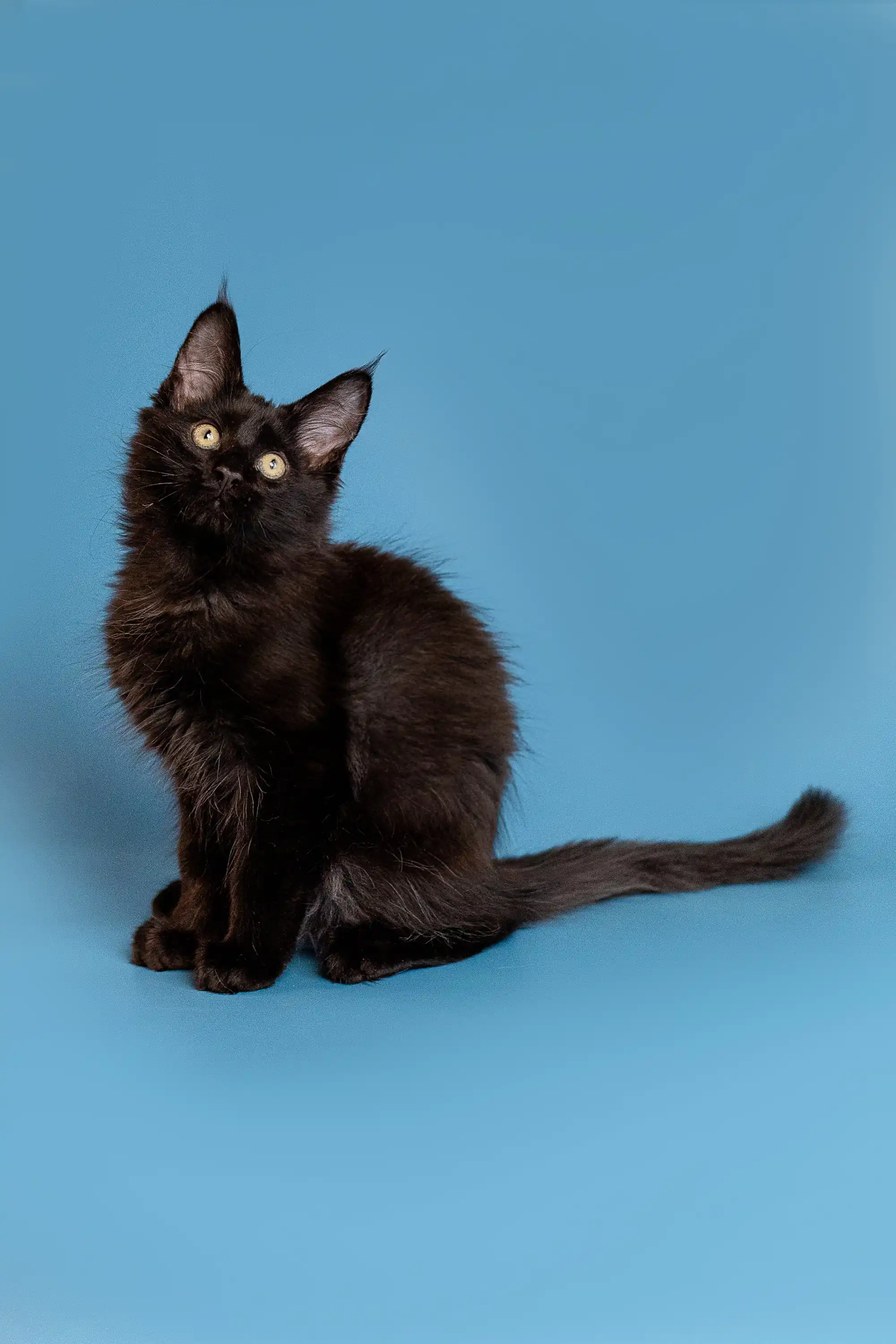 Bill | Maine Coon Kitten - Image 8