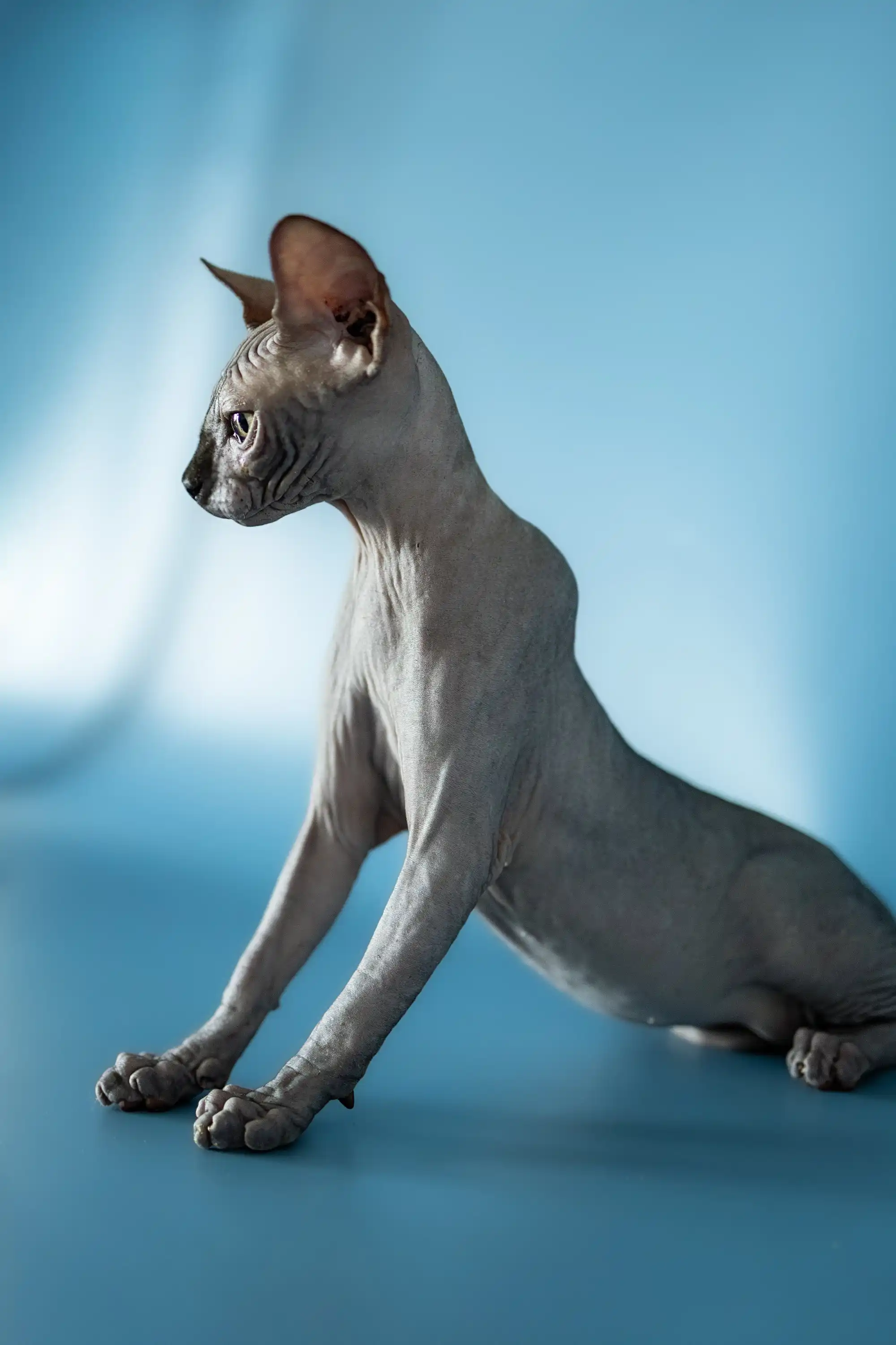 Bimbo | Canadian Sphynx Kitten - Image 13