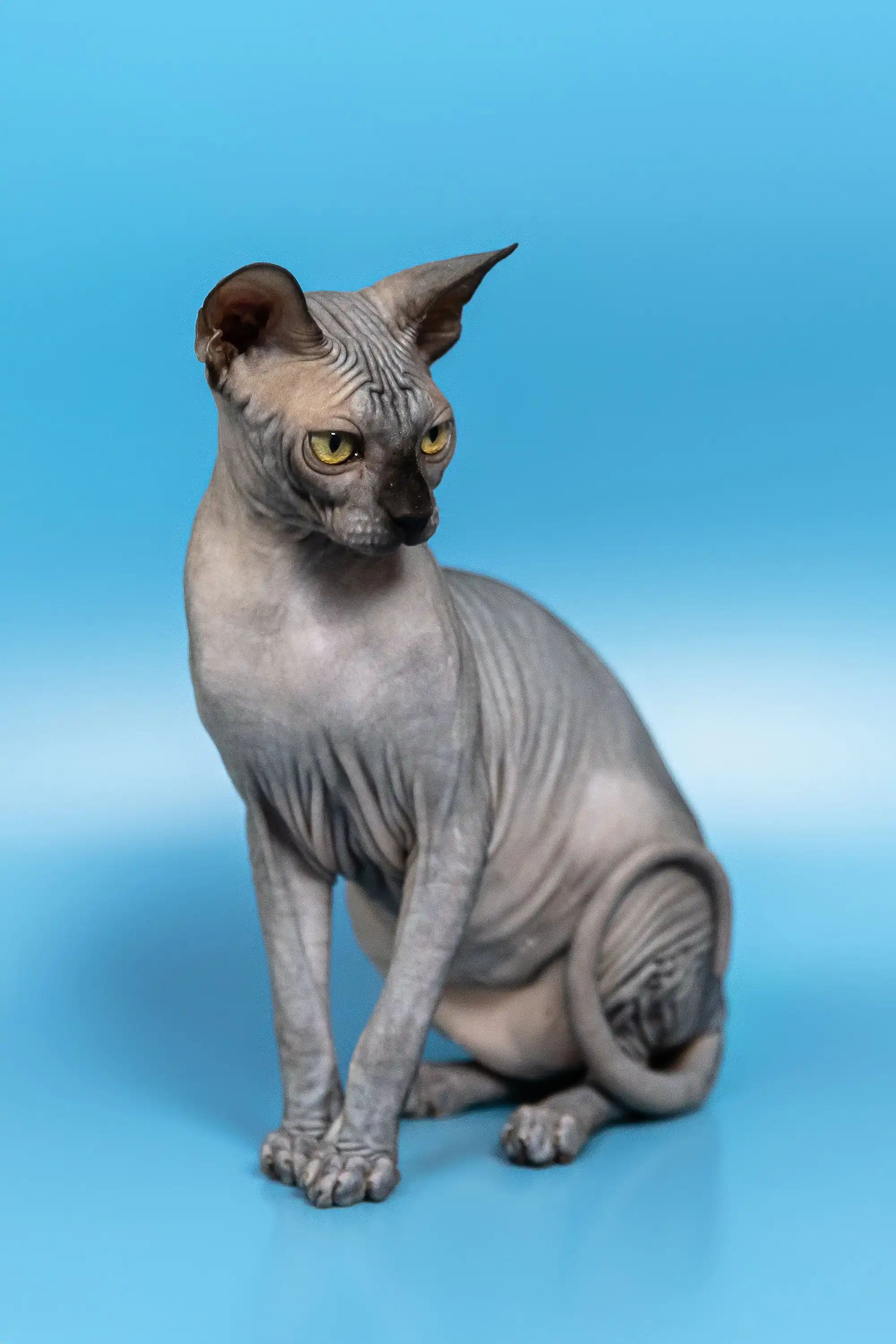 Bimbo | Canadian Sphynx Kitten - Image 7