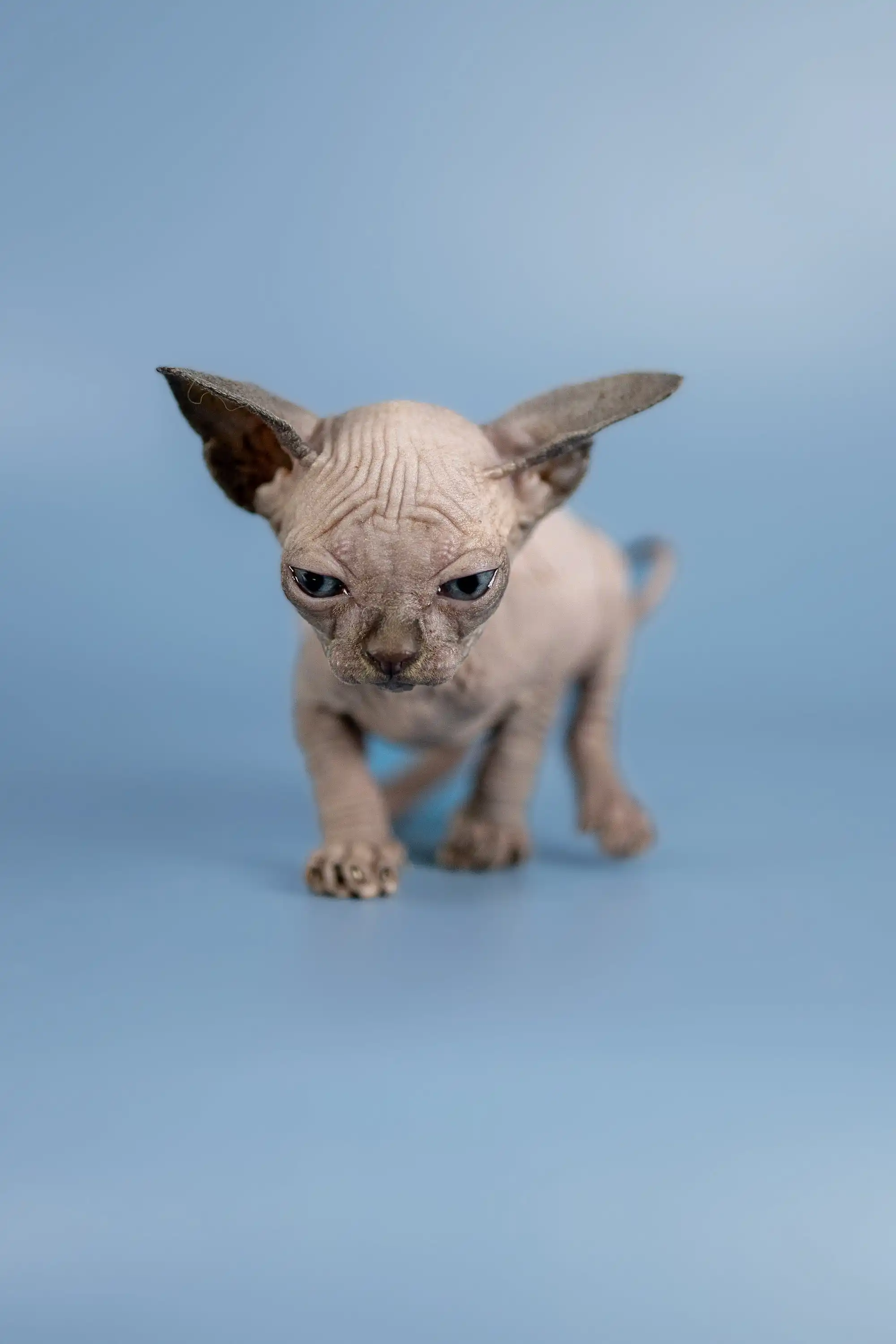 Bimbo | Sphynx Kitten - Image 11