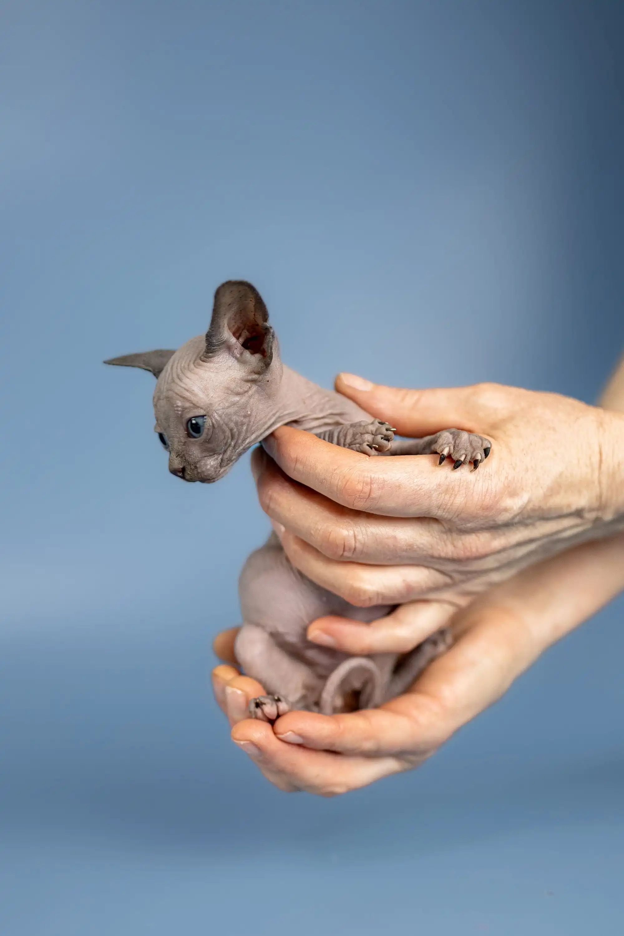 Bimbo | Sphynx Kitten - Image 7