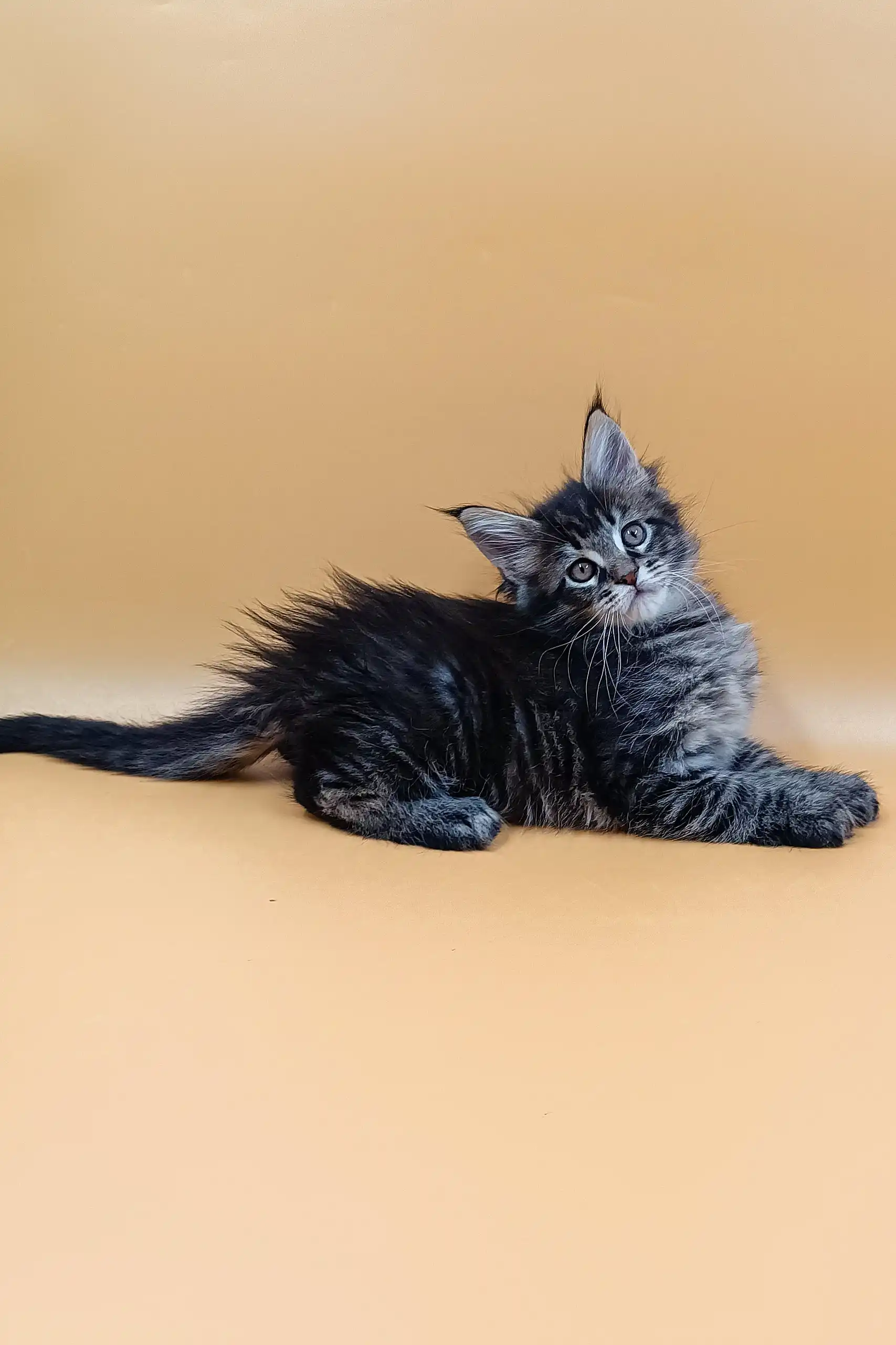 Bimch | Maine Coon Kitten - Image 5