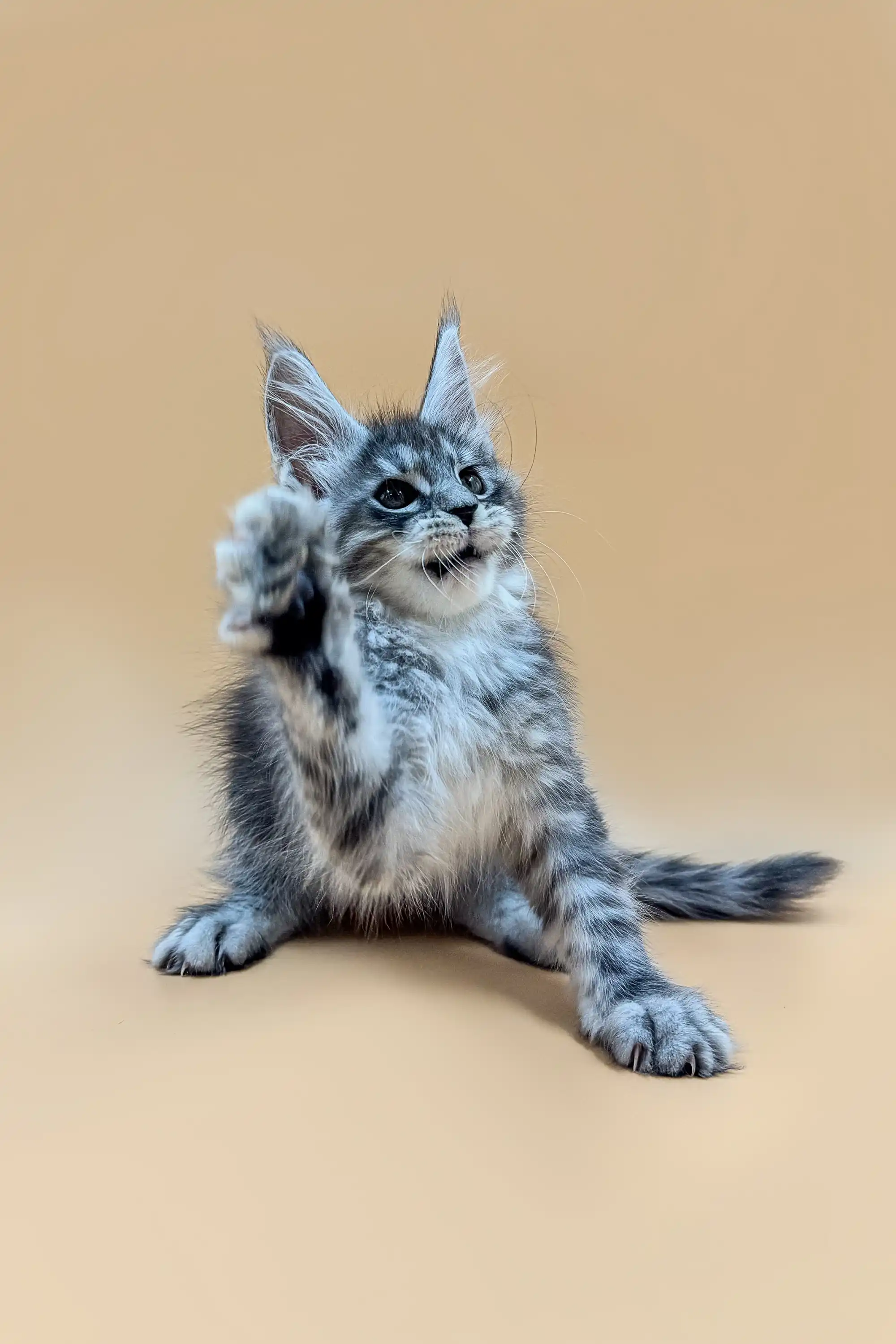 Bitcoin | Maine Coon Kitten - Image 9