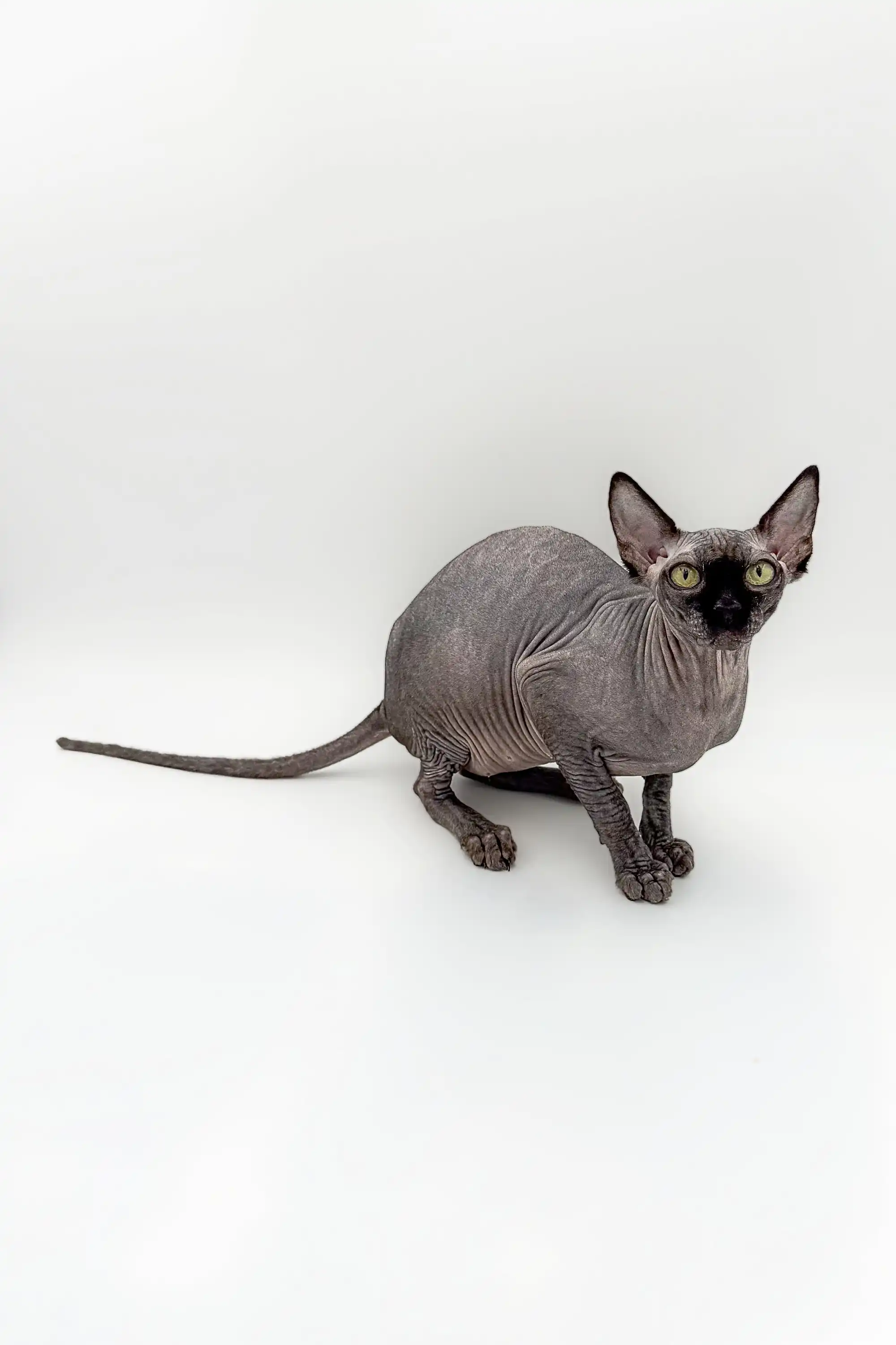 Black | Sphynx Kitten - Image 4