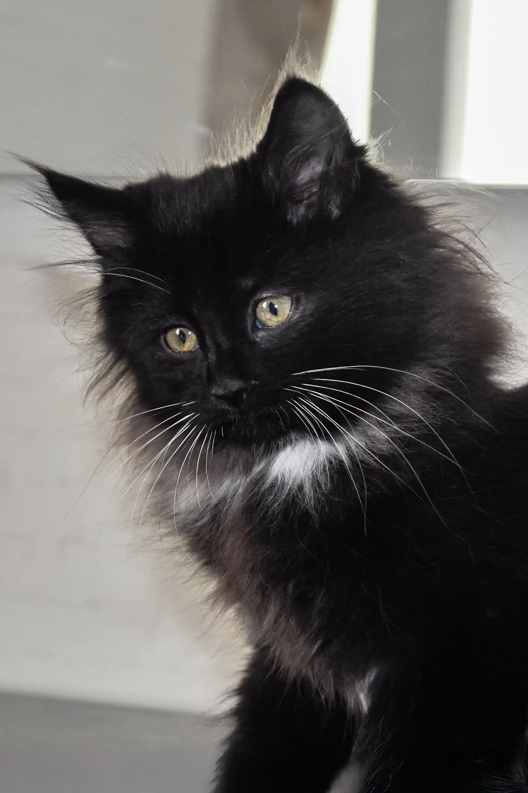 Blekki | Siberian Kitten - Image 6