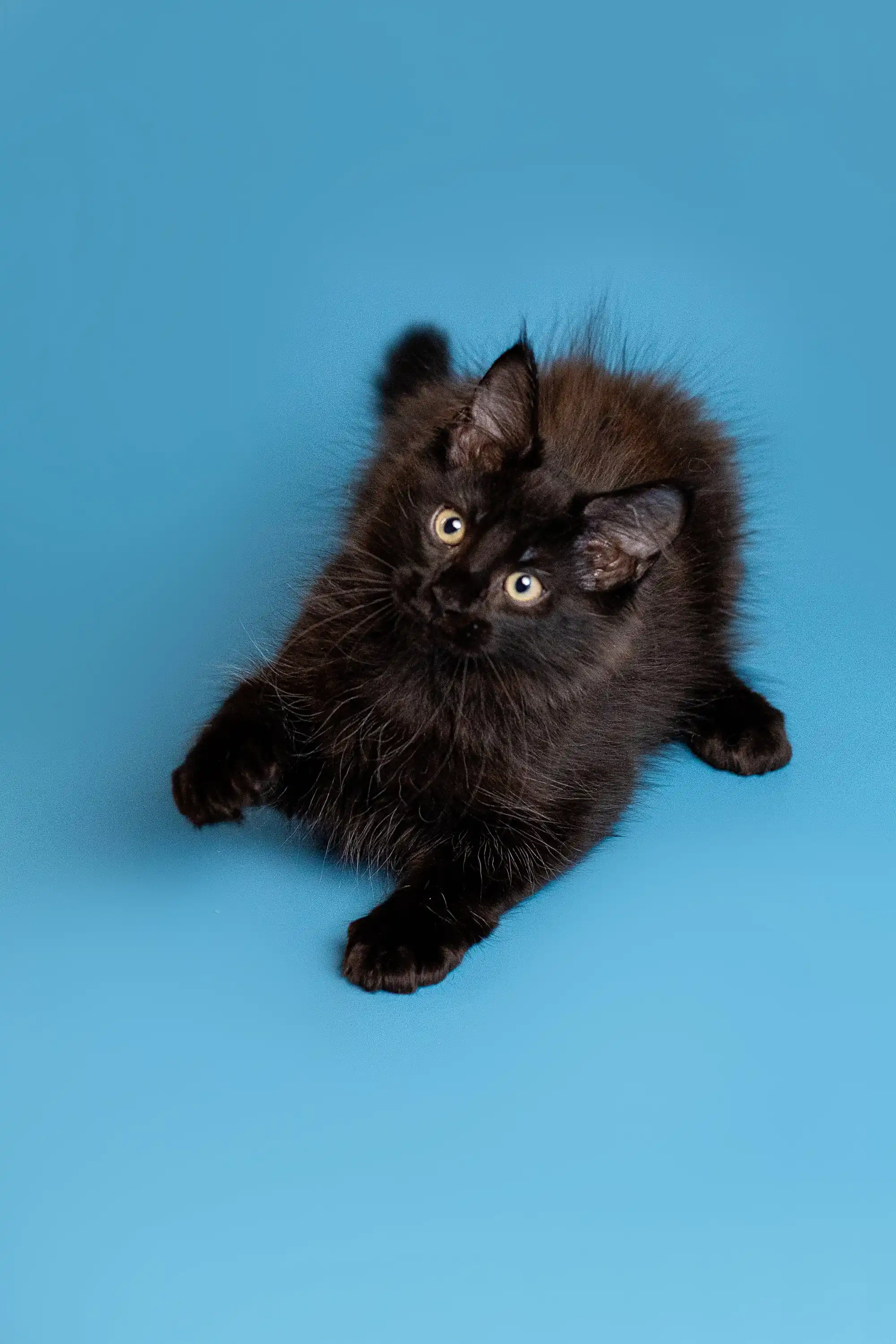 Brooks | Maine Coon Kitten - Image 25